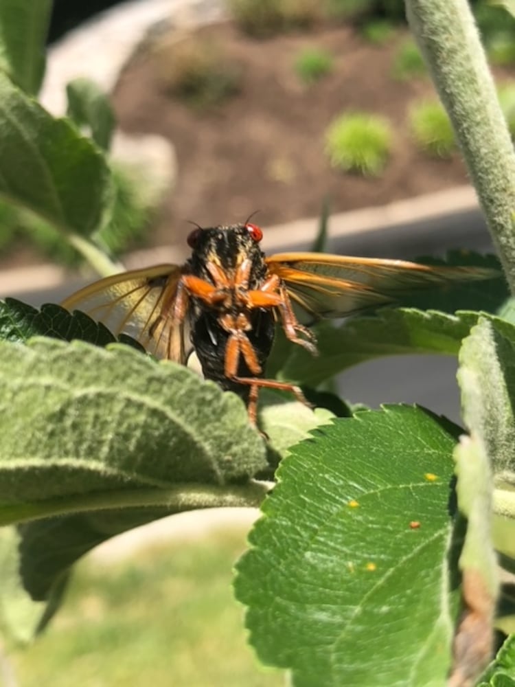 Cicadas Kettering 7