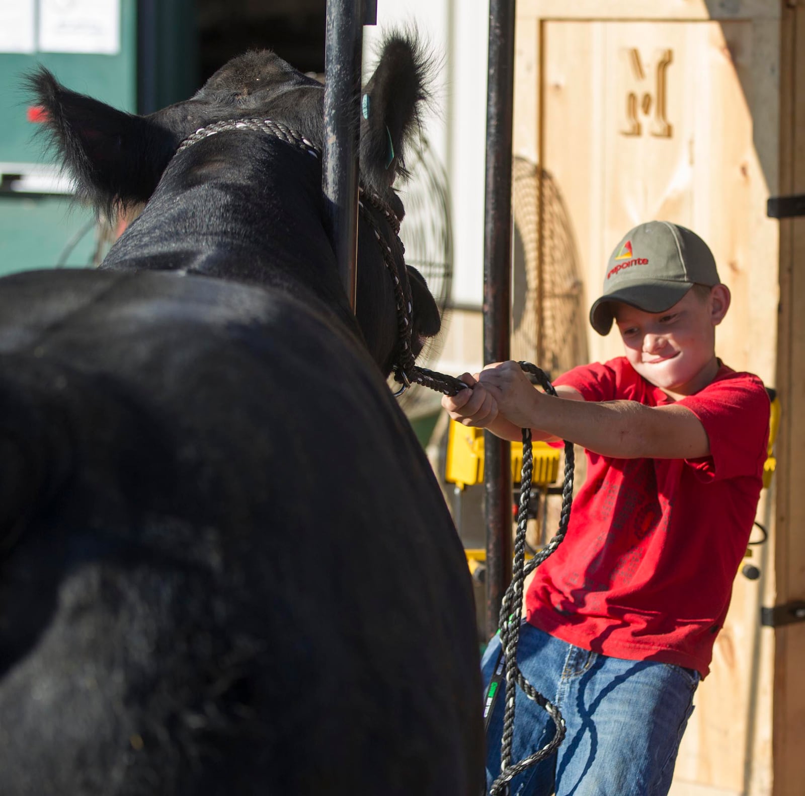 Devon Morris was determined to get his Black Angus bull Pete into the stanchion at the Greene County Fair which runs through August 3 at the Greene County Fairgrounds in Xenia.  TY GREENLEES / STAFF