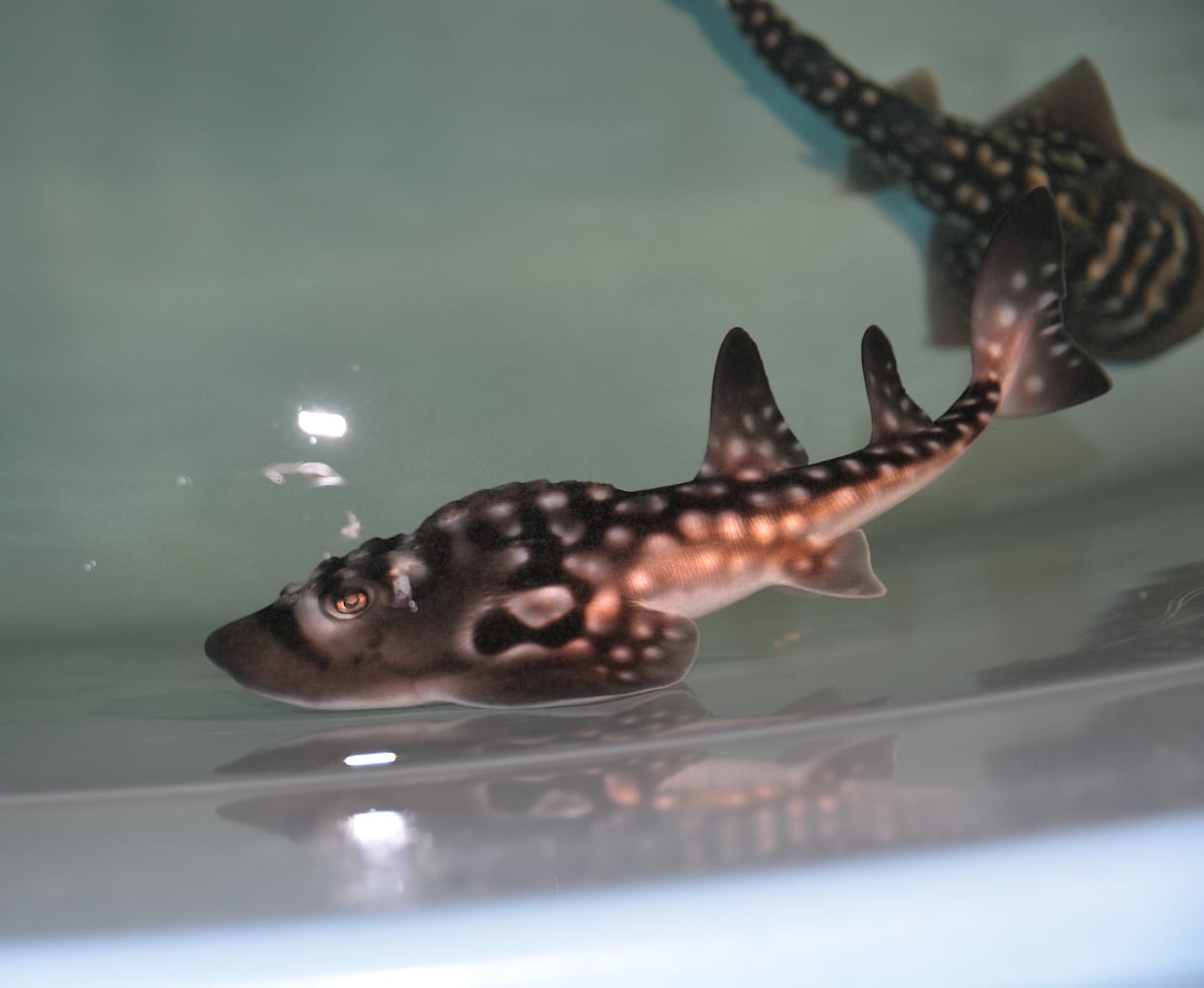 Shark ray pups