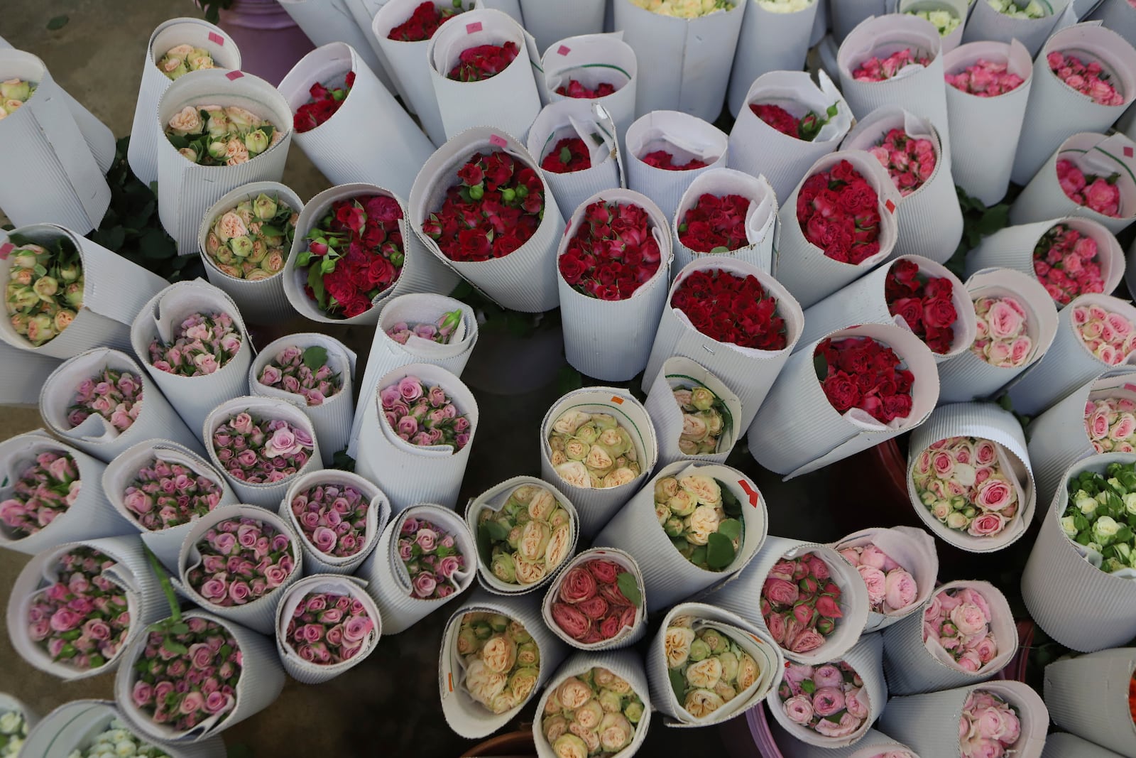 A fresh bunch of roses packed at Isinya Roses Limited - Porini Flower farm in Kajiado County, Kenya Friday, Feb. 7, 2025. (AP Photo/Andrew Kasuku)