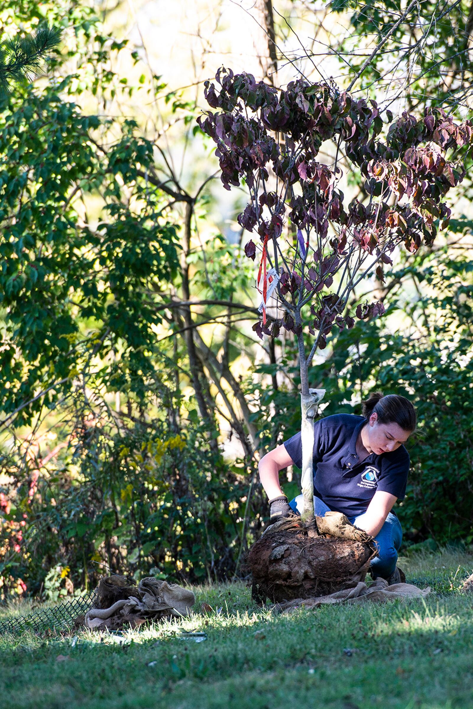 A volunteer plants a tree Oct. 1 at the Wright Brothers Memorial on Wright-Patterson Air Force Base. WPAFB and the Ohio Department of Natural Resources teamed up to plant 26 trees at the memorial for National Public Lands Day. U.S. AIR FORCE PHOTO/WESLEY FARNSWORTH