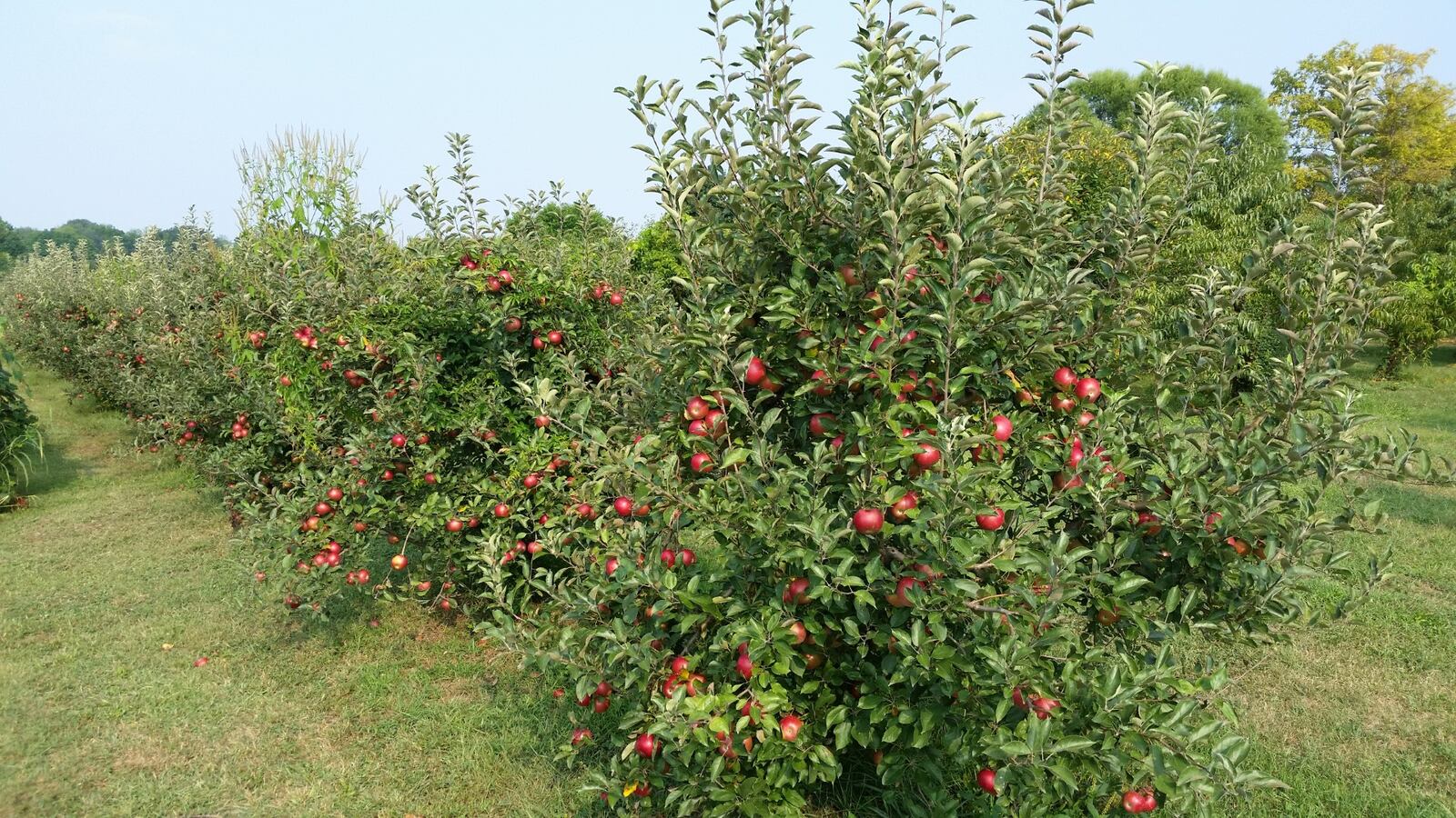 U-pick apple orchards are bursting with the fruits of the season. CONTRIBUTED