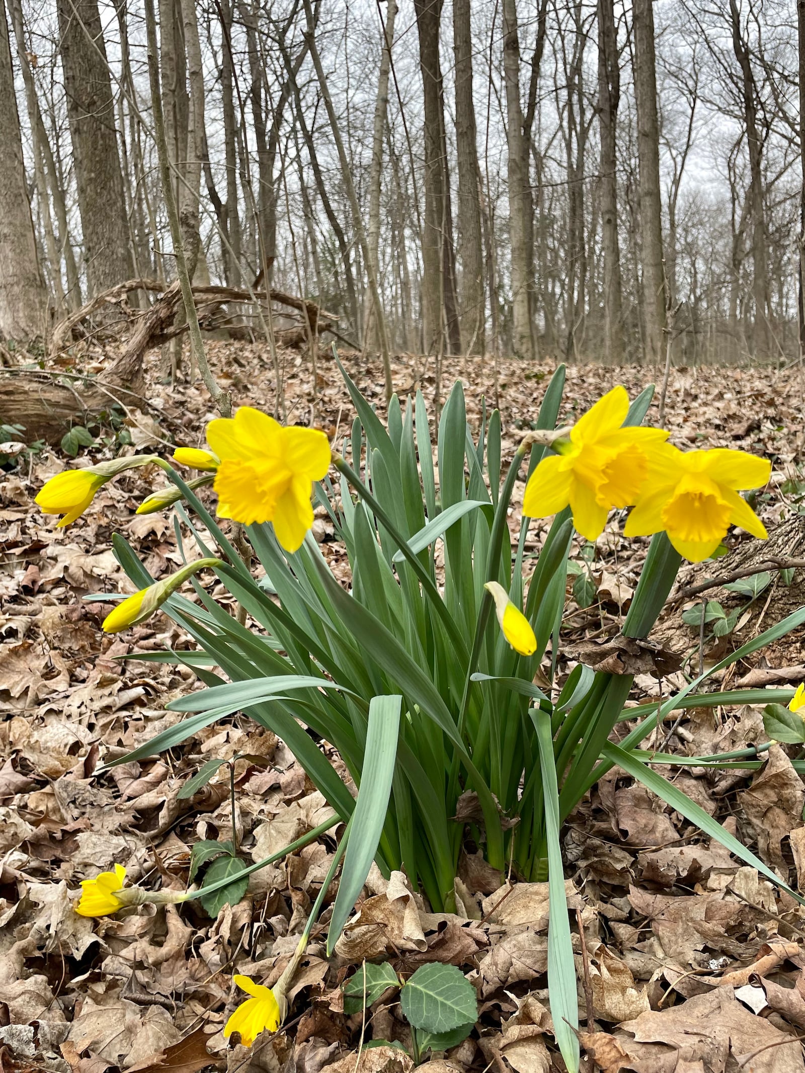 April showers will bring May flowers but also muddy trails - Debbie Juniewicz