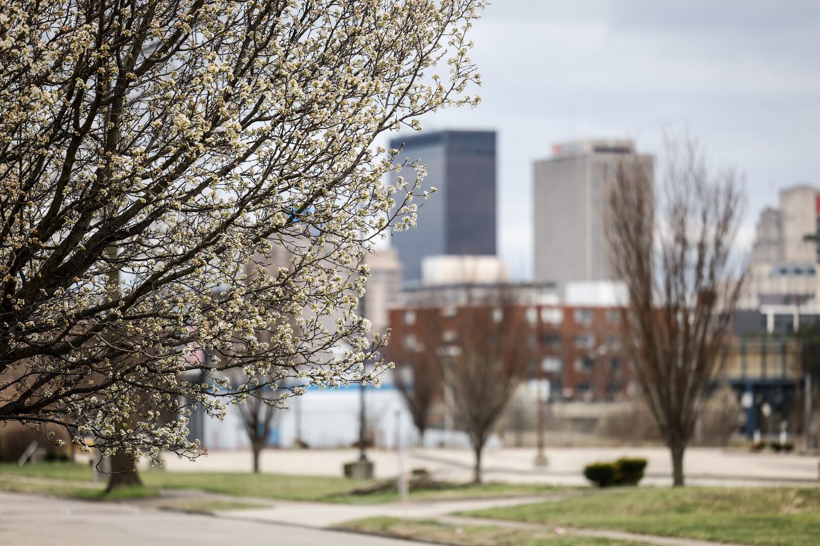 Ohio is banning the Bradford Pear trees from being planted  in 2023. The trees have beautiful white blossoms in the Spring but they are extremely aggressive, non-native species. JIM NOELKER/STAFF