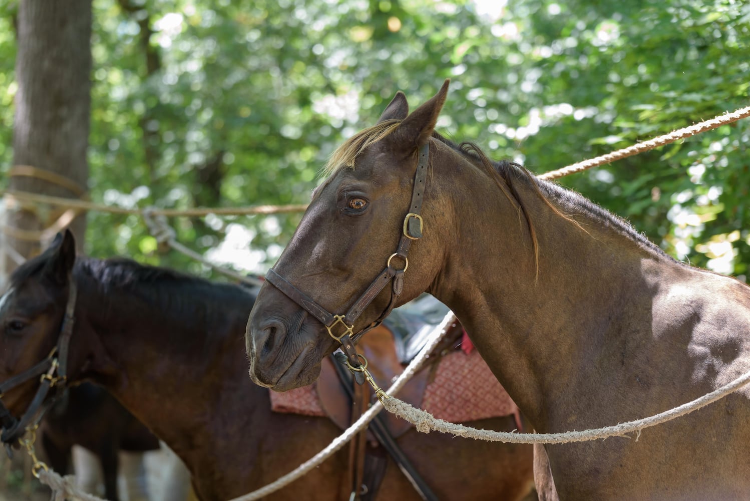 PHOTOS: The 42nd annual Fair at New Boston in Springfield