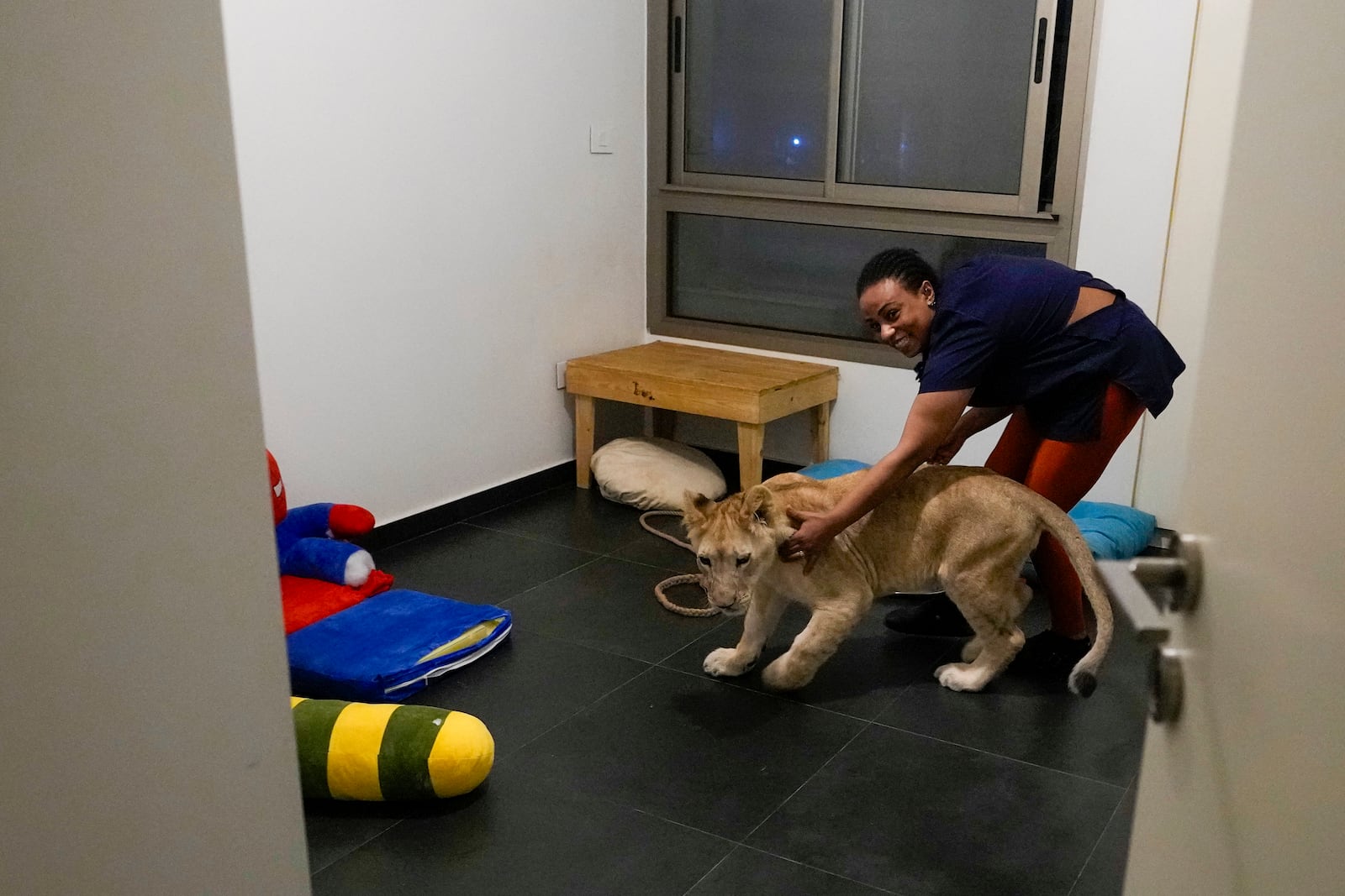 Sara the lion cub plays with her caretaker in an apartment where she was sheltered by the rescue group Animals Lebanon in Beirut, Lebanon, Monday, Nov. 11, 2024. (AP Photo/Hassan Ammar)