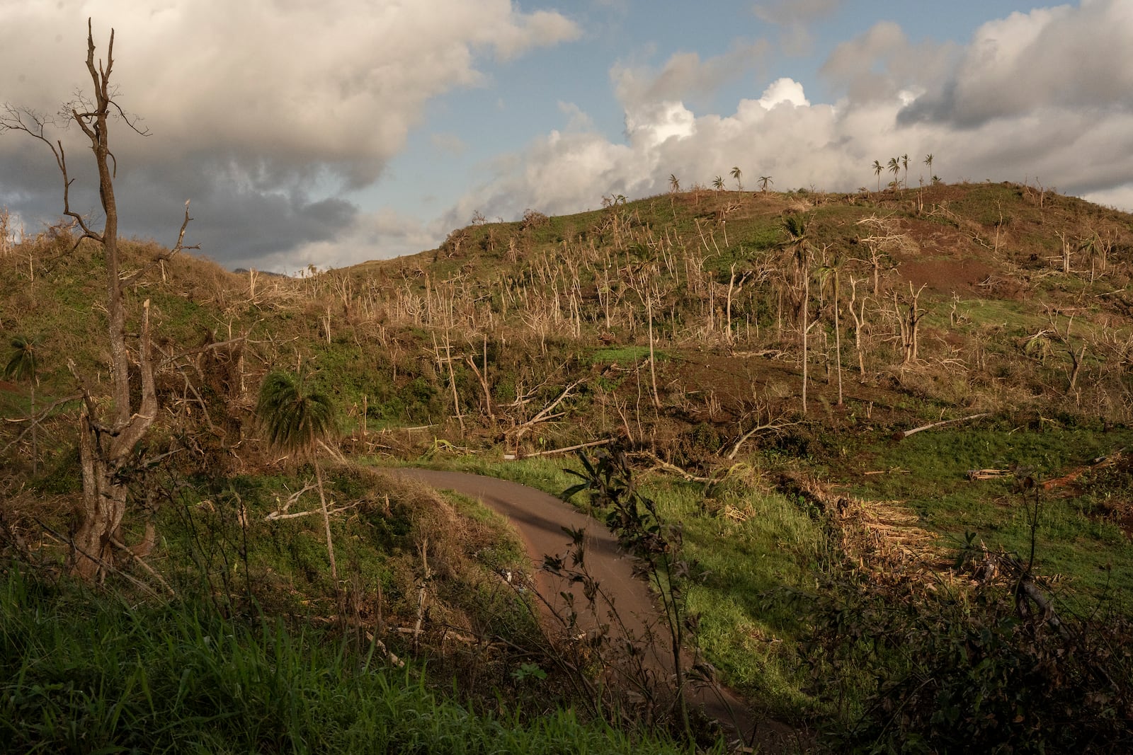 A road snakes through a forest of shredded trees near Mirereni, Mayotte, Friday, Dec. 20, 2024. (AP Photo/Adrienne Surprenant)