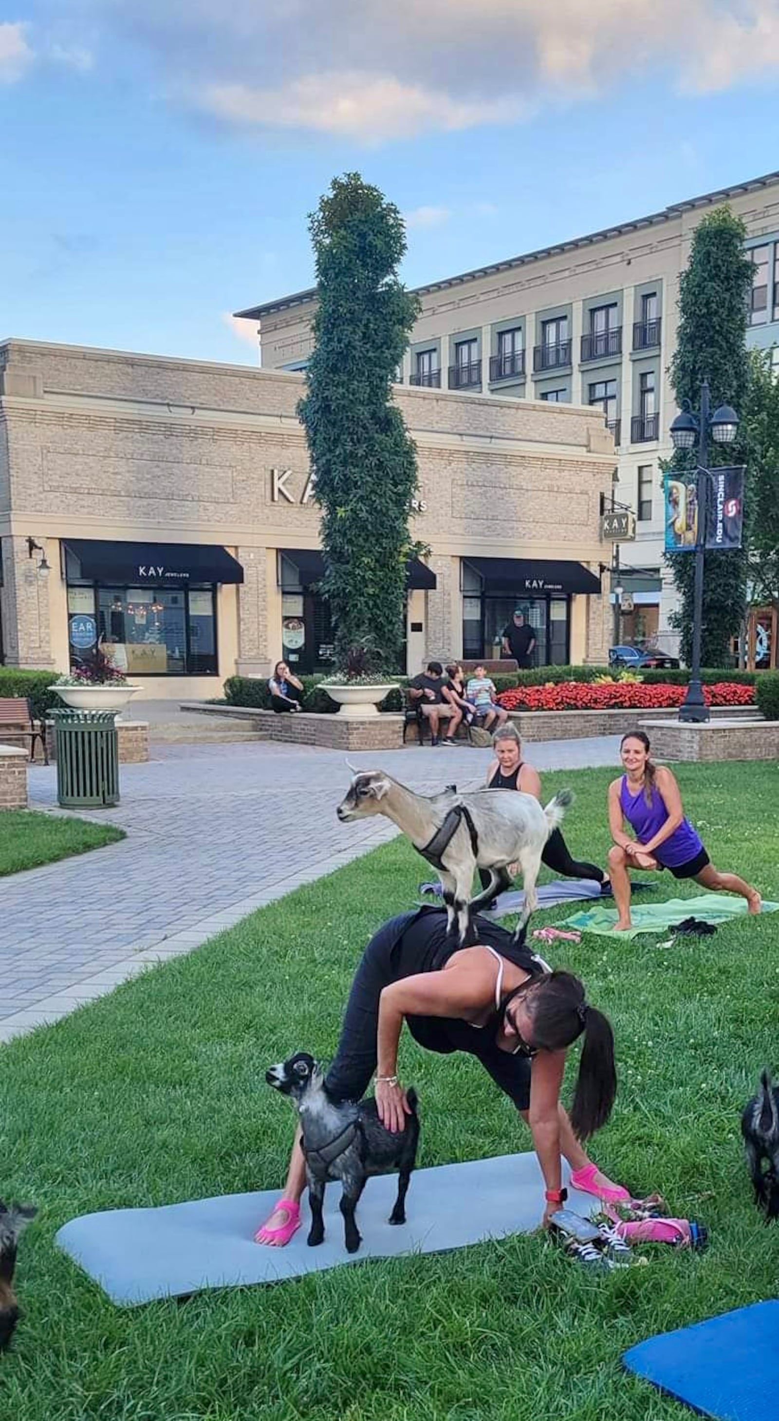 Goat Country LLC will have their adorable furry yogis at the Greene Town Center and Delco Park for yoga events this summer - CONTRIBUTED