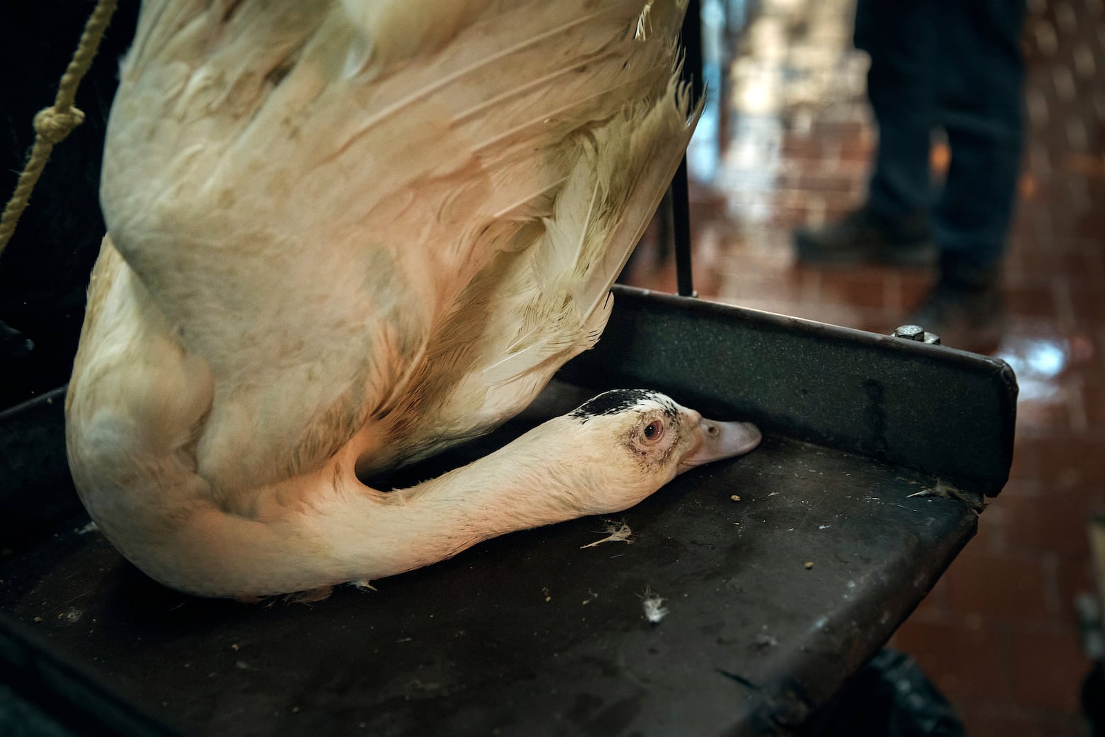 A goose is weighed alive before being slaughtered inside the La Granja Live Poultry Corporation store on Friday, Feb. 7, 2025, in New York. (AP Photo/Andres Kudacki)