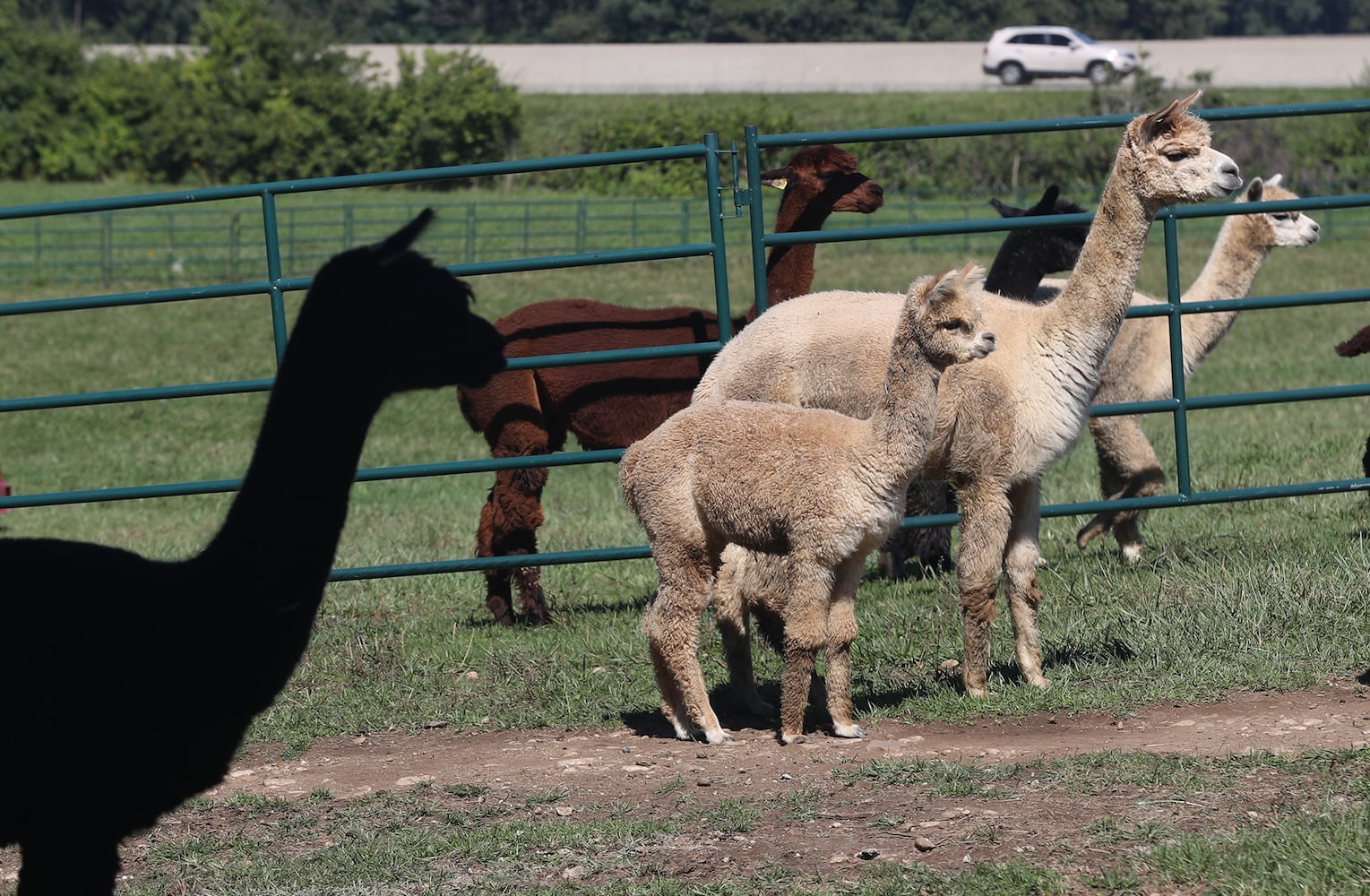 092521 Alpaca Farm Day SNS