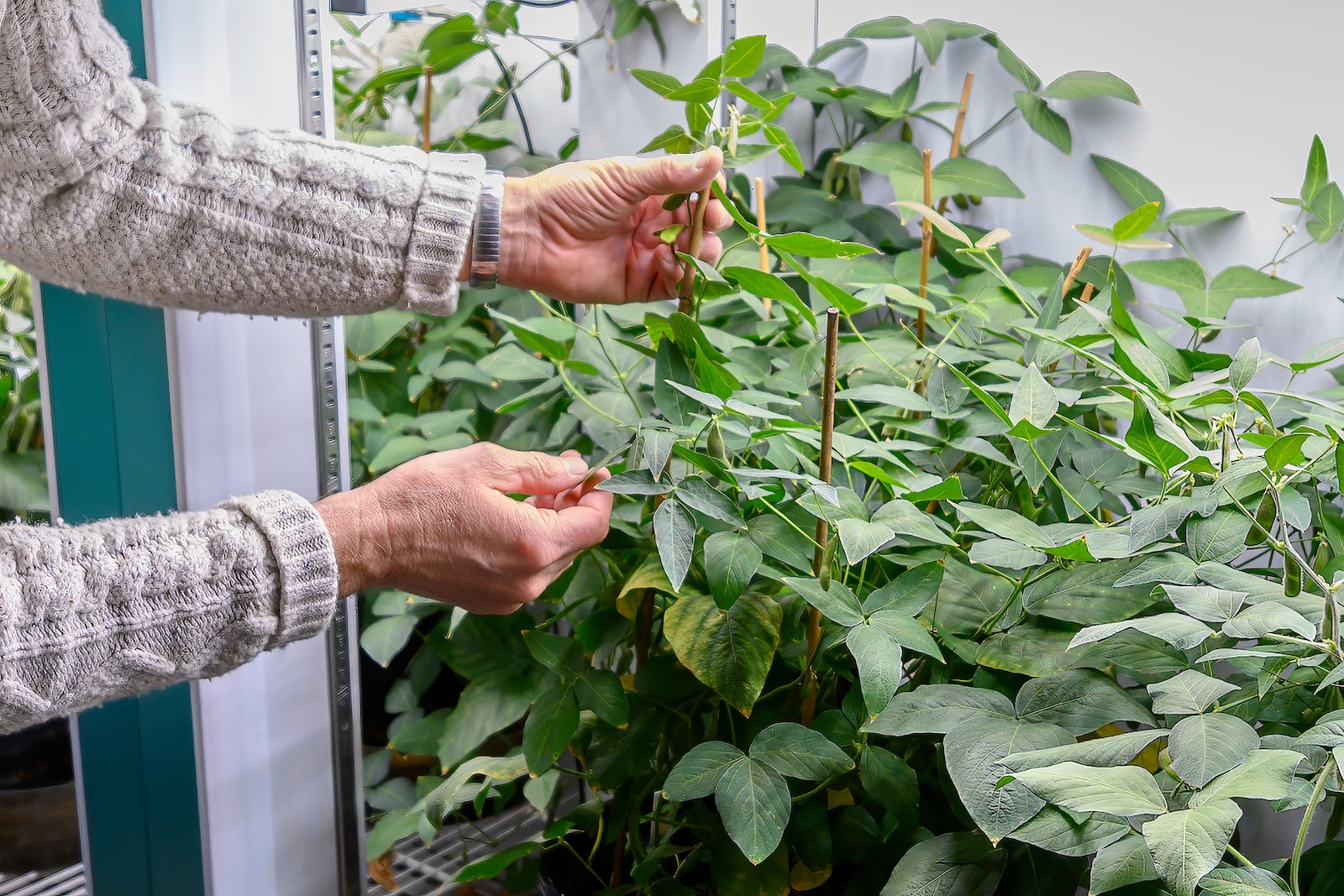 Dr. Brian Diers works with soybean plants at the Soybean Innovation Lab, Thursday, Feb. 13, 2025, in Champaign, Ill. (AP Photo/Craig Pessman)