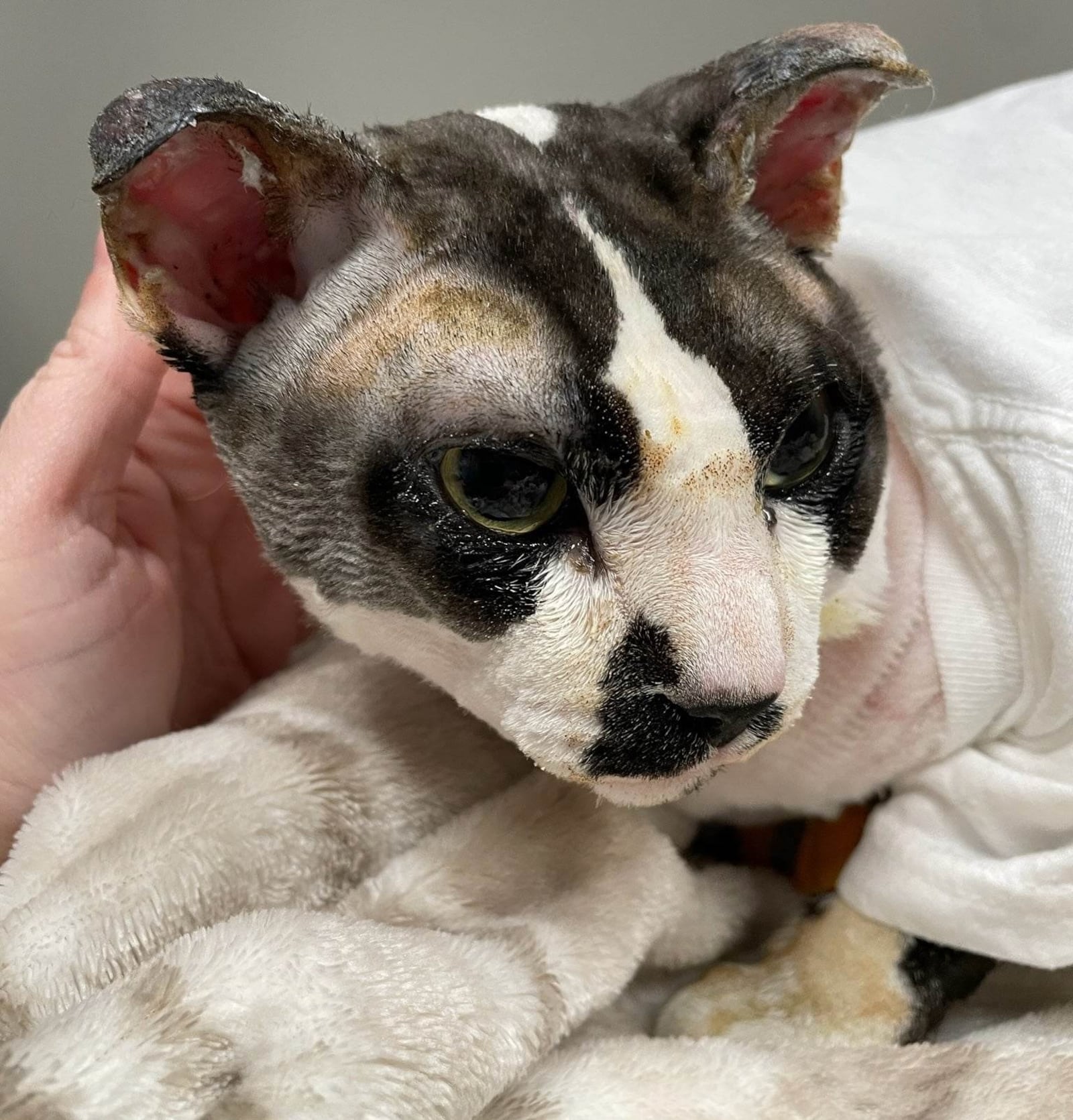 A young cat named Fotis is in veterinary care who was rescued by Our Farm Sanctuary based in Tipp City after his entire body was burned and he fell from a high place Wednesday evening, April 26, 2023, in Trotwood. CONTRIBUTED