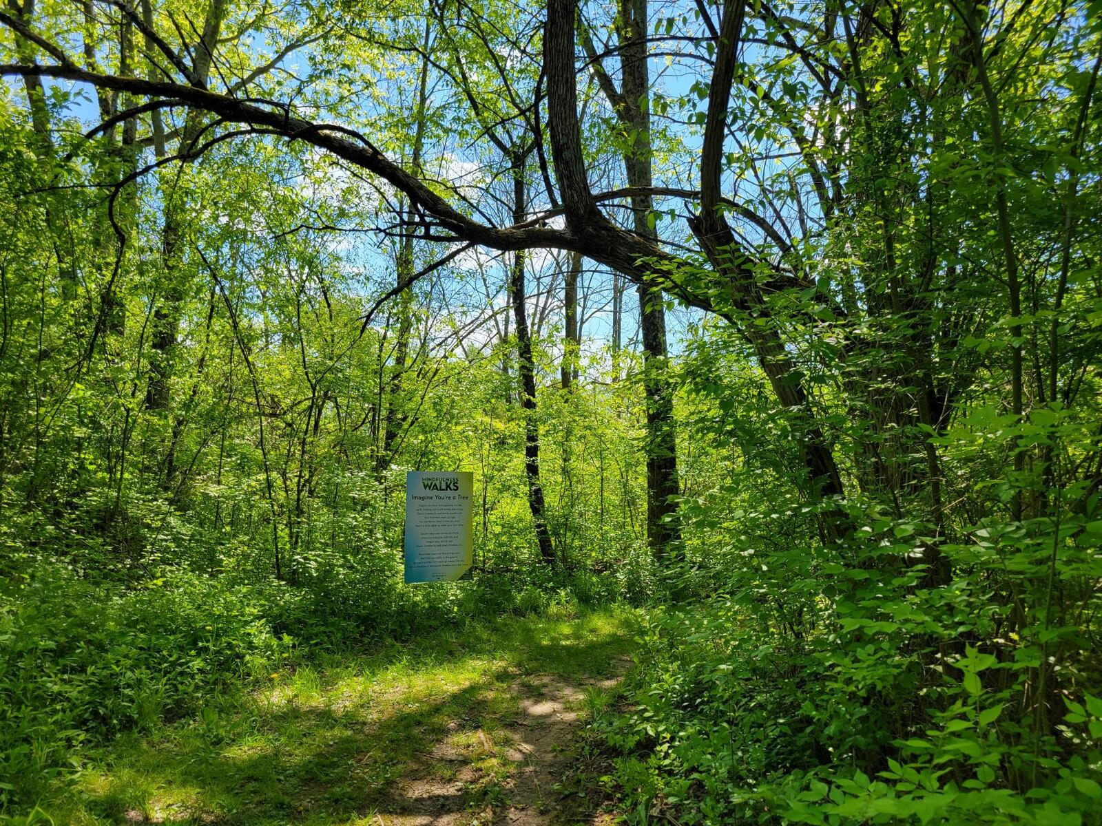 Five Rivers MetroParks has established four new "Mindfulness Walks" paths as part of their recognition of Mental Health Awareness Month.