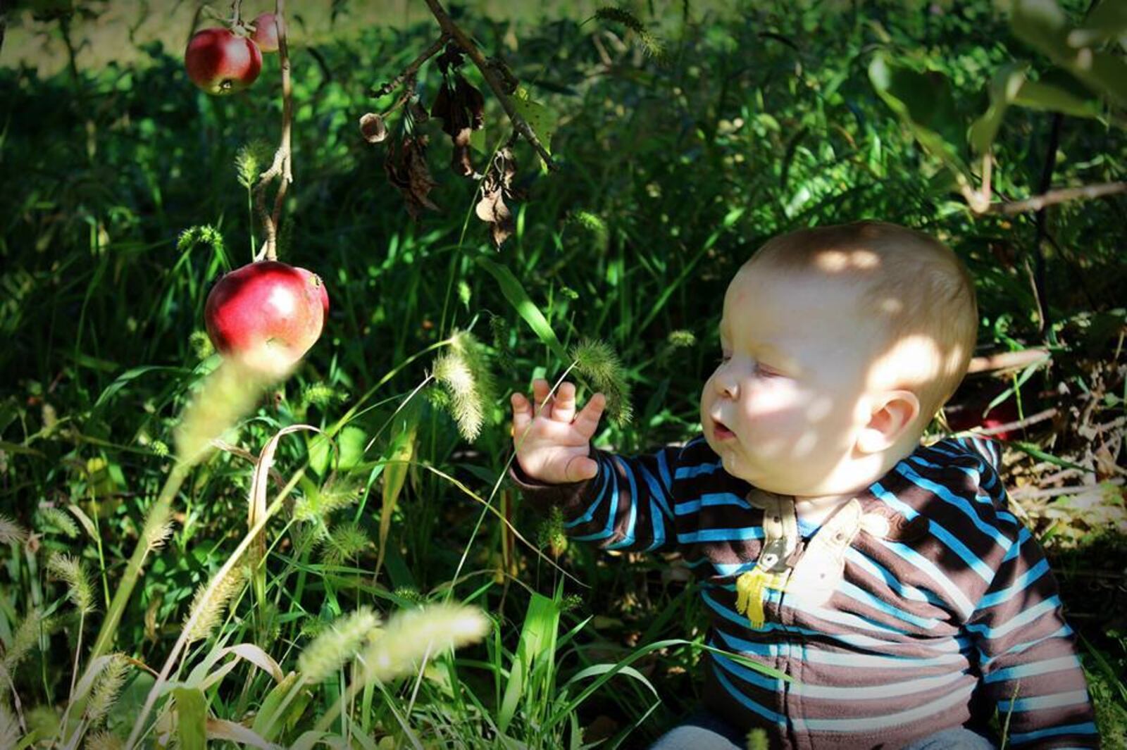 At Louden Family Orchard, the trees are low enough for even the littlest of apple pickers.  (Source: Facebook)