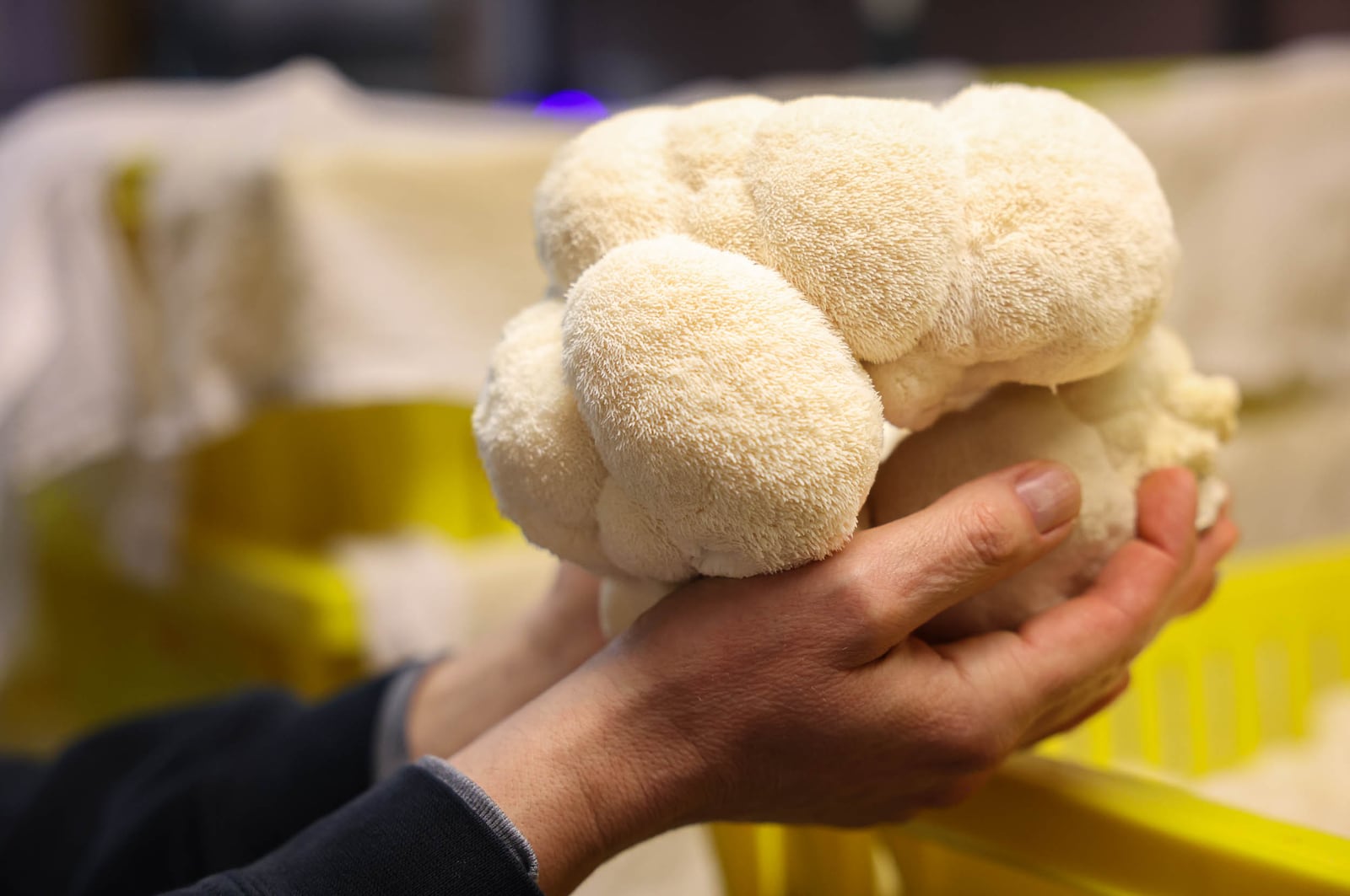 Michael Goldstick, an owner and sales manager at Guided By Mushrooms, takes a lion's mane mushroom out of a storage bin at the company's facility in New Lebanon on Tuesday. BRYANT BILLING / STAFF