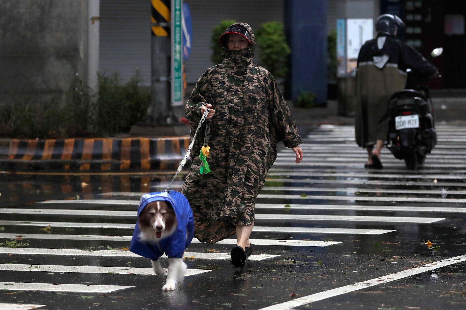 A woman walks her dog as Typhoon Kong-rey approaches to Taiwan in Taipei, Taiwan, Thursday, Oct. 31, 2024. (AP Photo/Chiang Ying-ying)