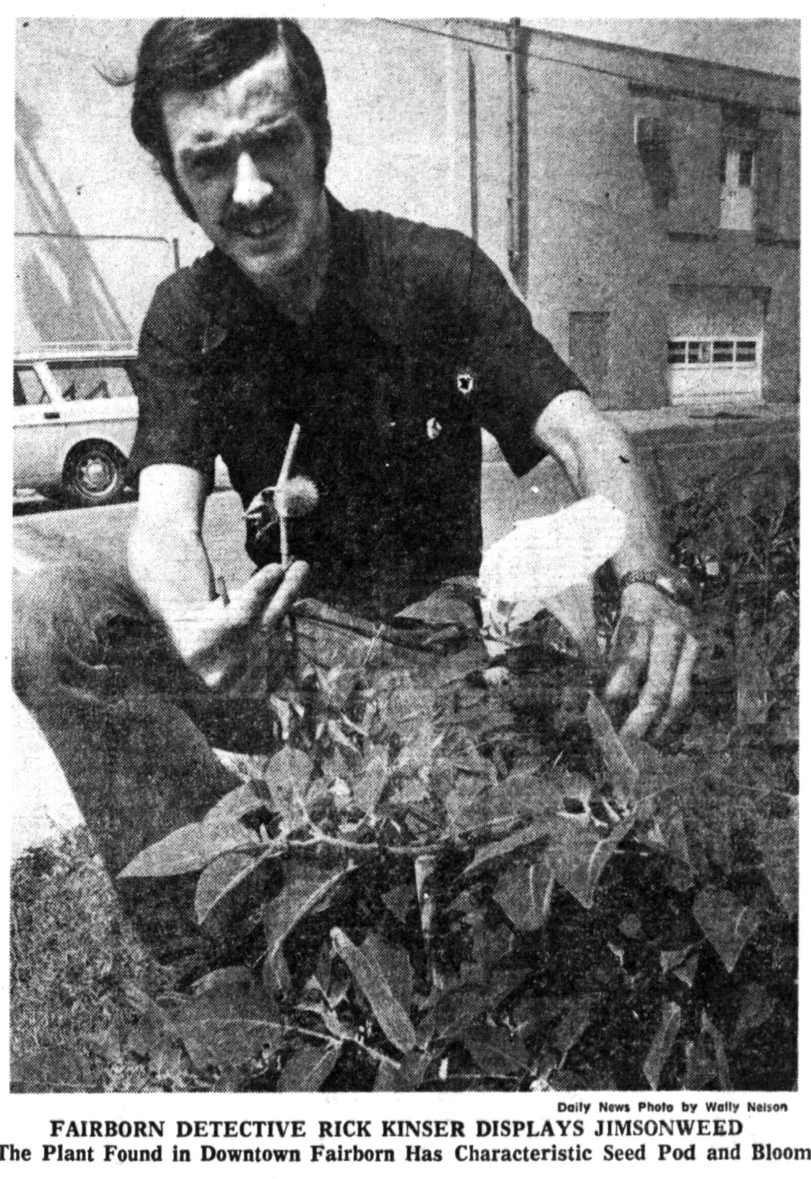 Aug. 17, 1975: Jimsonweed's seeds poison 3. DAYTON DAILY NEWS ARCHIVES