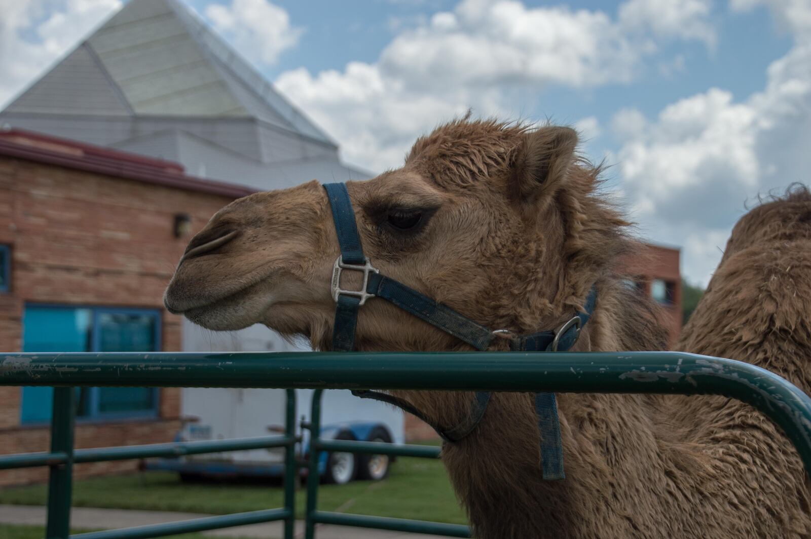 Members and non-members of the Dayton Jewish community celebrated an afternoon of traditions, faith, food, drinks and entertainment at Temple Israel, 130 Riverside Drive, Dayton, on Sunday, June 5. (TOM GILLIAM/CONTRIBUTED)