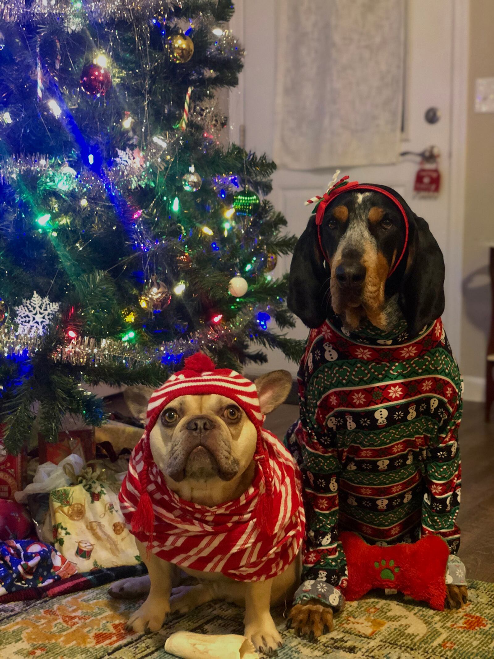 Lt. Col. Stefani Diedrich’s winning photo in the Army and Air Force Exchange Service’s Holiday Pet Costume Contest features Maslo the French Bulldog and Mabel the Bluetick Coonhound. Deidrich said some of the prize money will be donated for food and supplies to a couple of local no-kill shelters – Pawsitive Warriors Rescue in New Carlisle and 3 Gals and Their Pals Rescue in Troy. CONTRIBUTED PHOTO