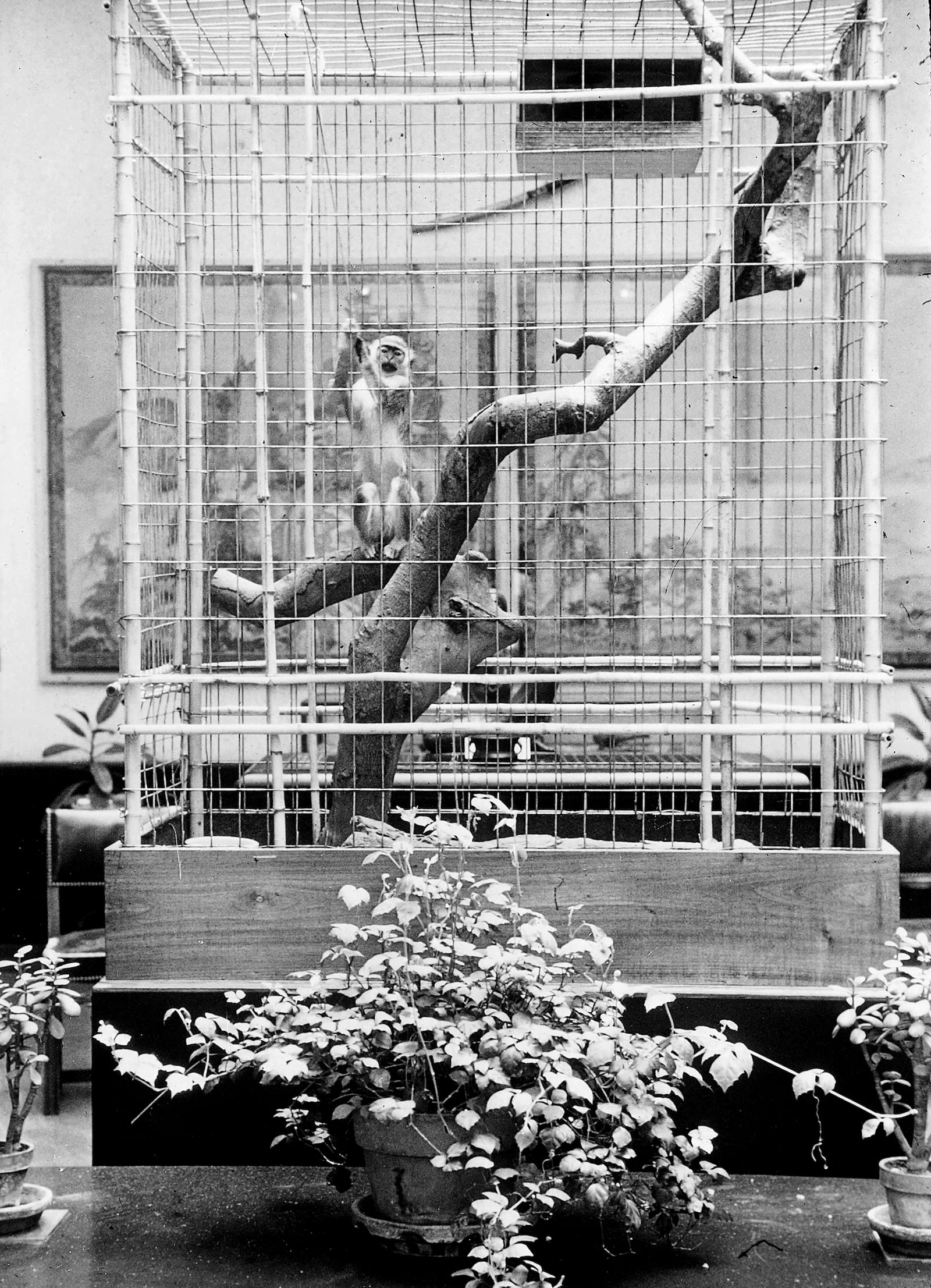 Skipper, a small monkey, was a popular draw to the Dayton Art Institute. Siegfried R. Weng, who at age 25 became the museums first director, created a zoo to draw visitors to the sparsely filled art museum during the gloomy 1930s and 1940s. DAYTON ART INSTITUTE