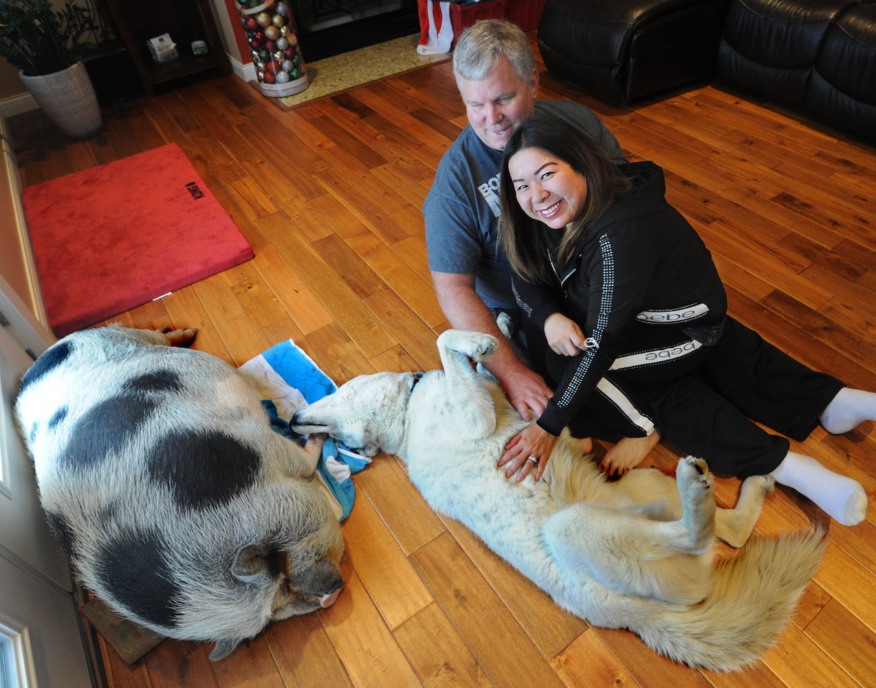 PHOTOS: Pet pig at center of dueling lawsuits