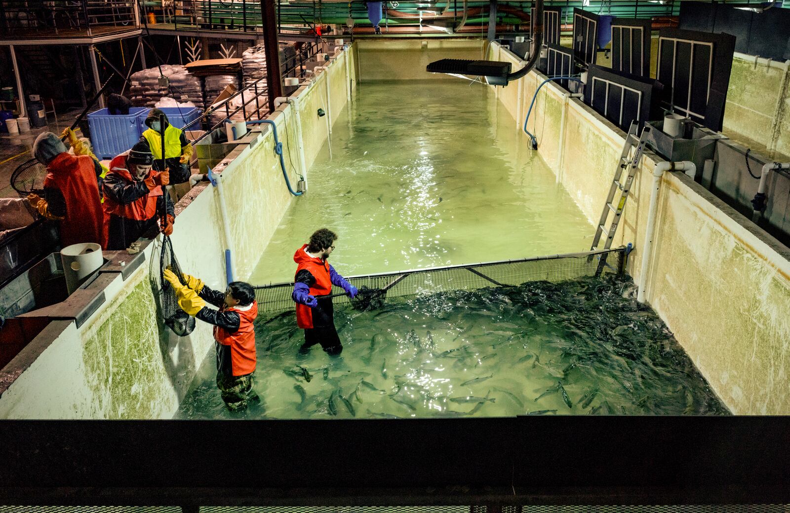 Stephen Zicari, left, and Brad Bednarski, employees of Local Coho salmon fish farm net fish from one of the farm's tanks for donation to the Food Bank of Central New York, Friday, Jan. 24, 2025, in Auburn, N.Y. (AP Photo/Craig Ruttle)