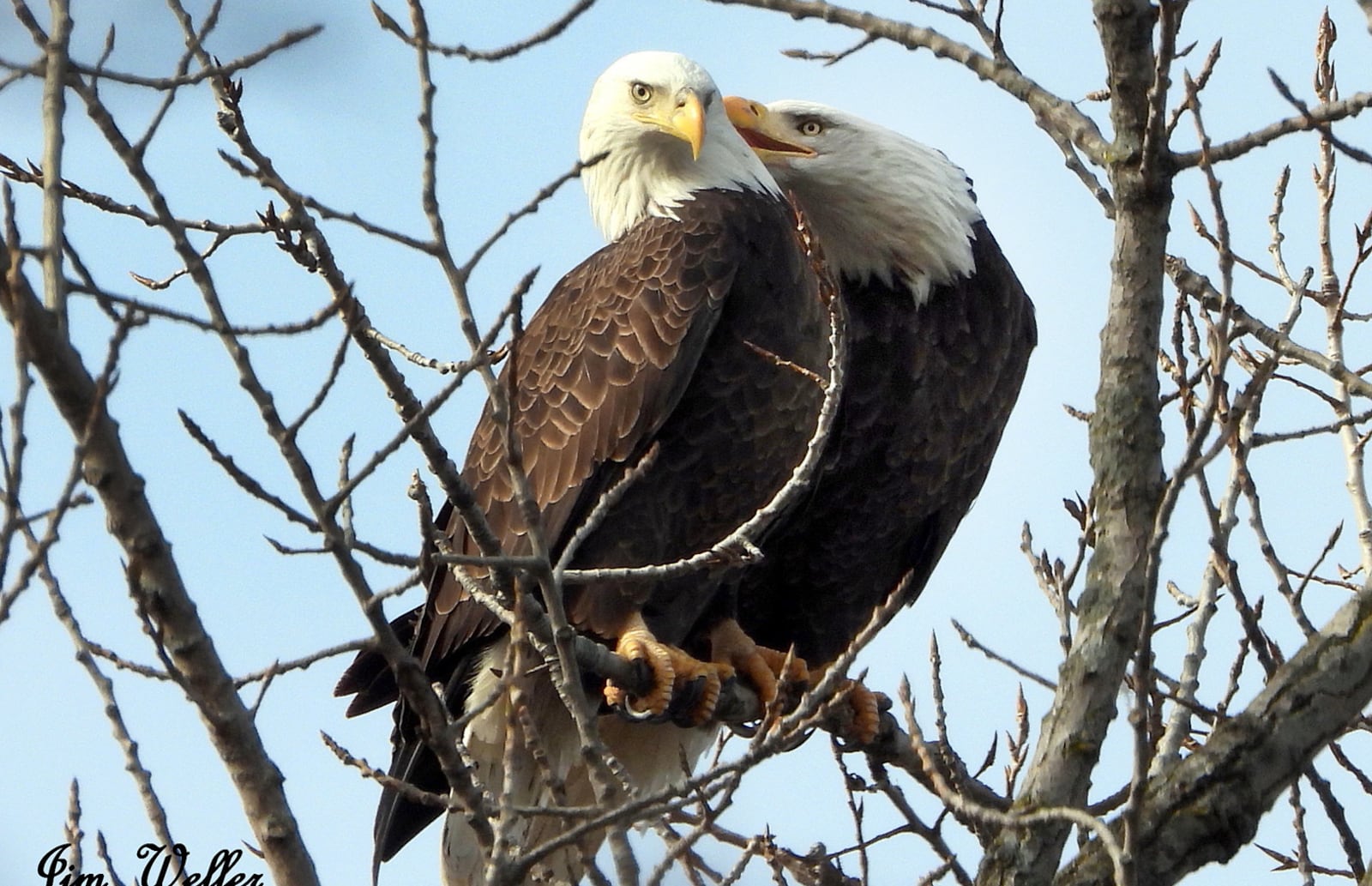 Orv and Willa, the Carillon Historical Park resident eagles,  are pair-bonded mates for life. Eagles can breed until they are 25-years old with an average of two offspring a year.  PHOTO COURTESY OF JIM WELLER