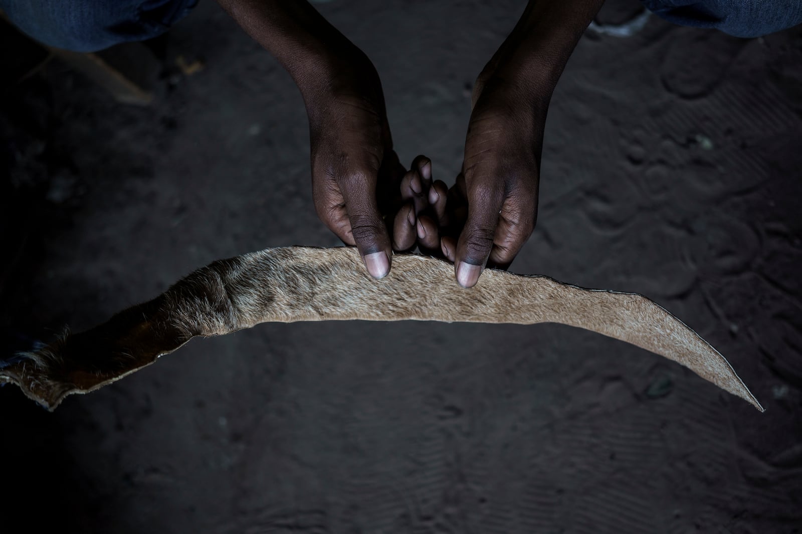 An animal skin vendor displays a strip of lion skin at his market in Tambacounda, Senegal on Thursday, Jan. 16, 2025. The skins are used to make gris-gris, which are believed to offer wearers protection and power. (AP Photo/Annika Hammerschlag)