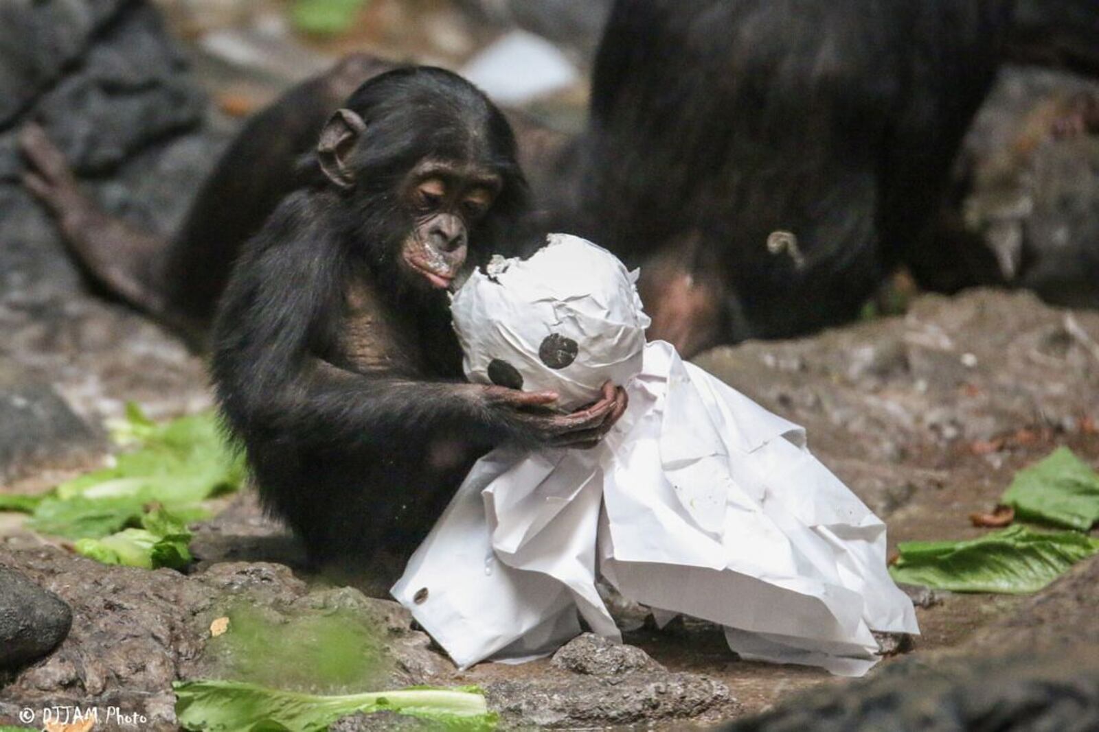 HallZOOween at the Cincinnati Zoo will still be serving up fun for the entire family over the weekends of Oct. 17 and 24. CONTRIBUTED