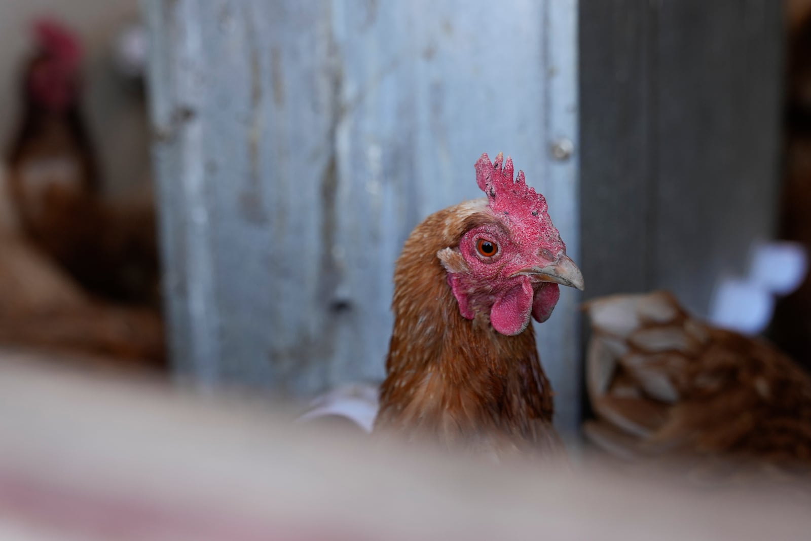 A Red Star hen, a hybrid breed that lays large brown eggs, peers out of her coop at Historic Wagner Farm, Friday, Feb. 7, 2025, in Glenview, Ill. (AP Photo/Erin Hooley)