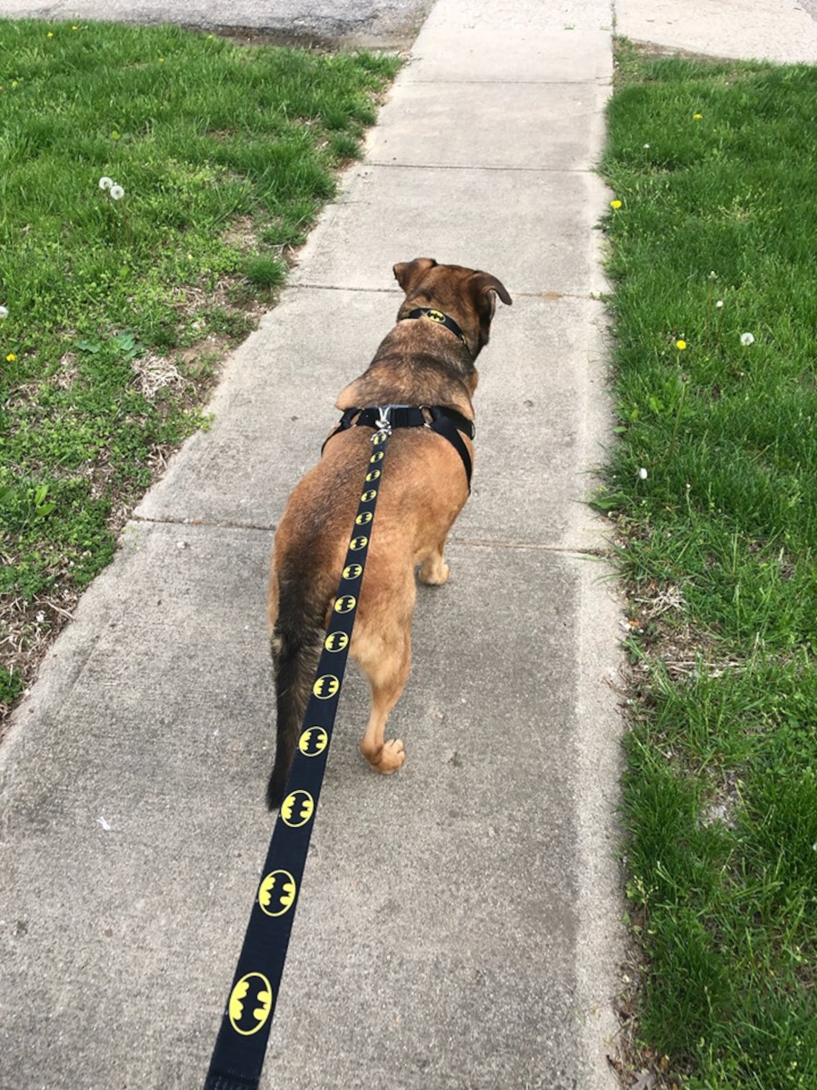 Higgins the dog found a home with Brendon Reed after being at the Humane Society of Preble County six and a half years.