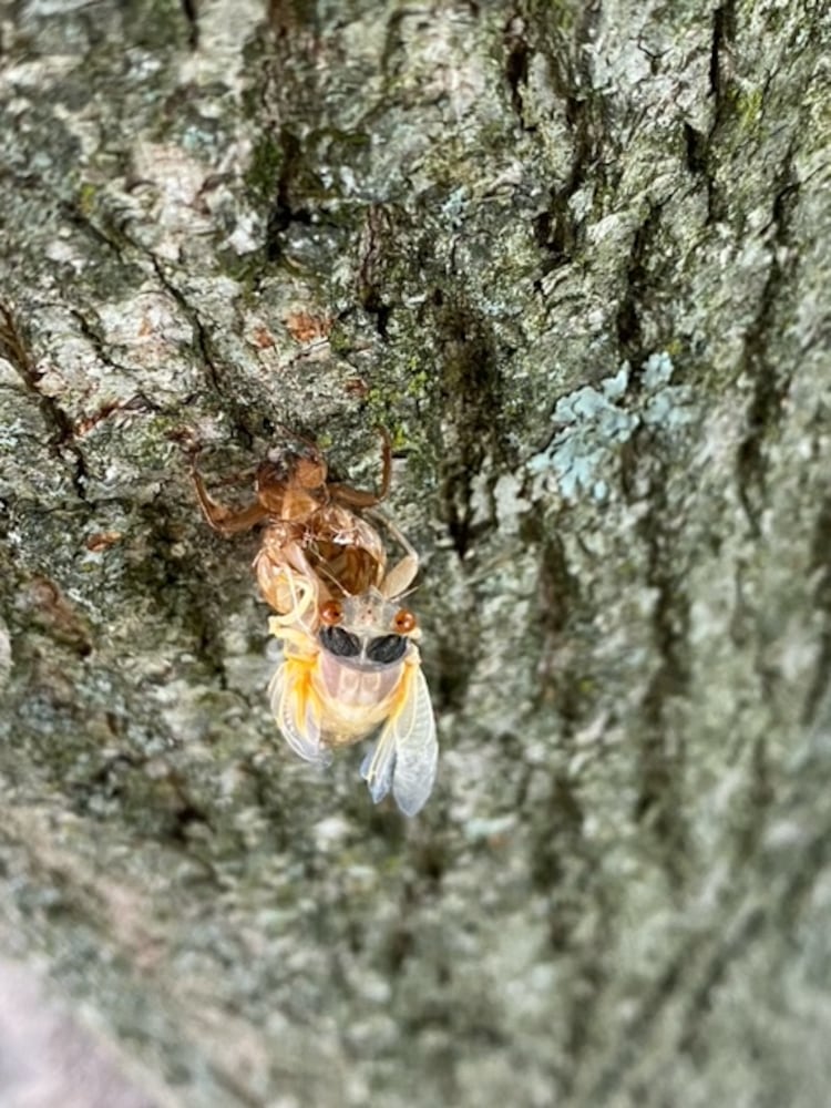 Cicadas Kettering 8