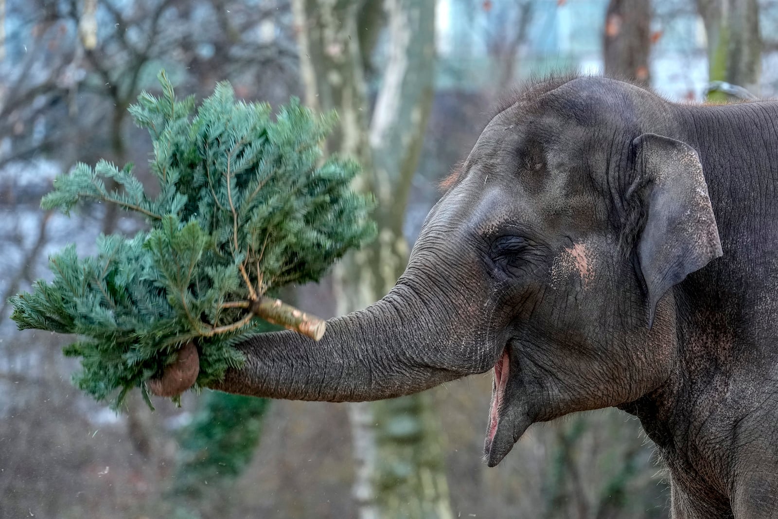 An elephant grazes on a Christmas tree during the feeding of animals with unused Christmas trees at the Zoo, in Berlin, Germany, Friday, Jan. 3, 2025. (AP Photo/Ebrahim Noroozi)