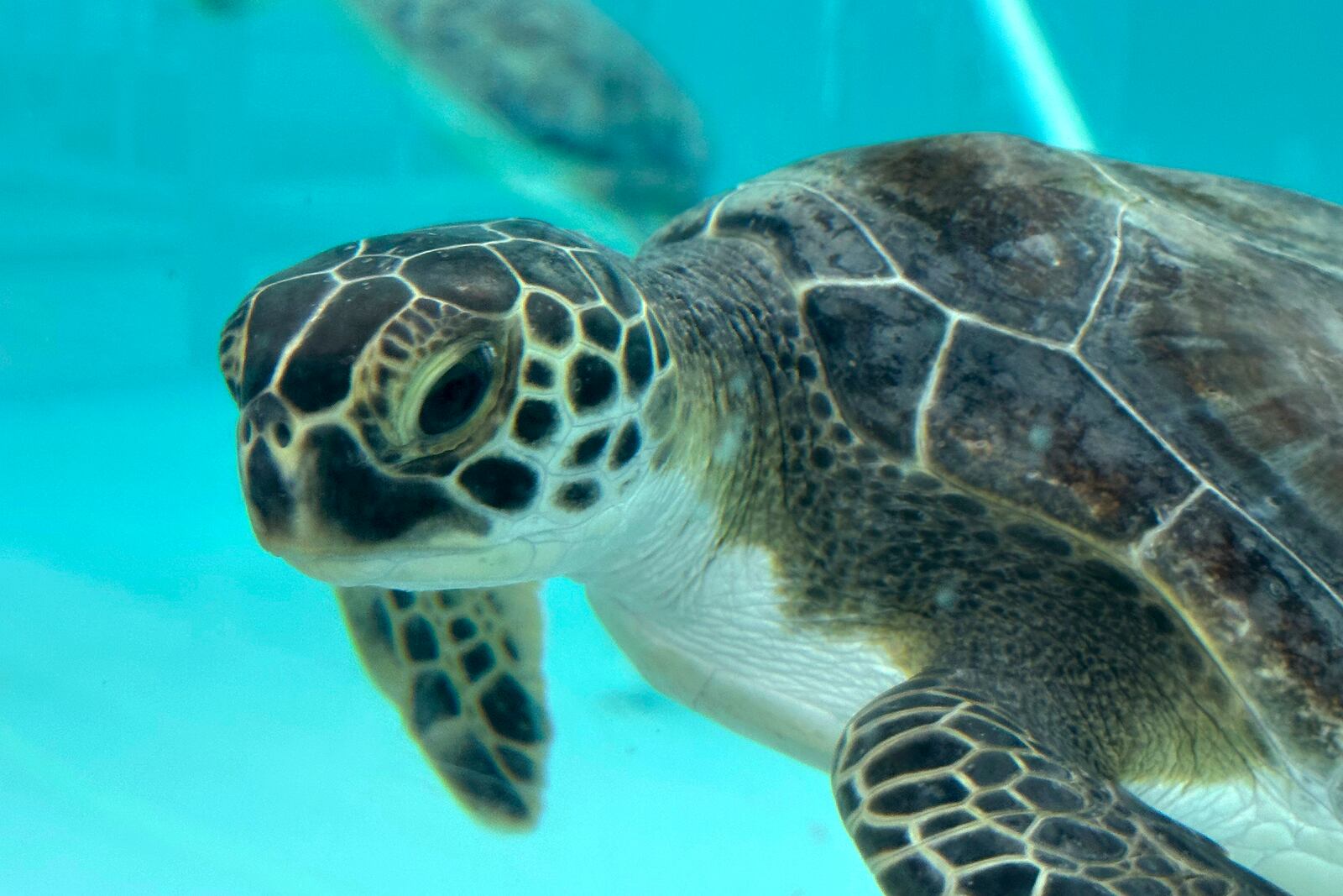 A green sea turtle being treated for cold stunning is seen swimming in a tank at Loggerhead Marinelife Center in Juno Beach, Fla. on Wednesday, Jan. 29, 2025. (AP Photo/Cody Jackson)