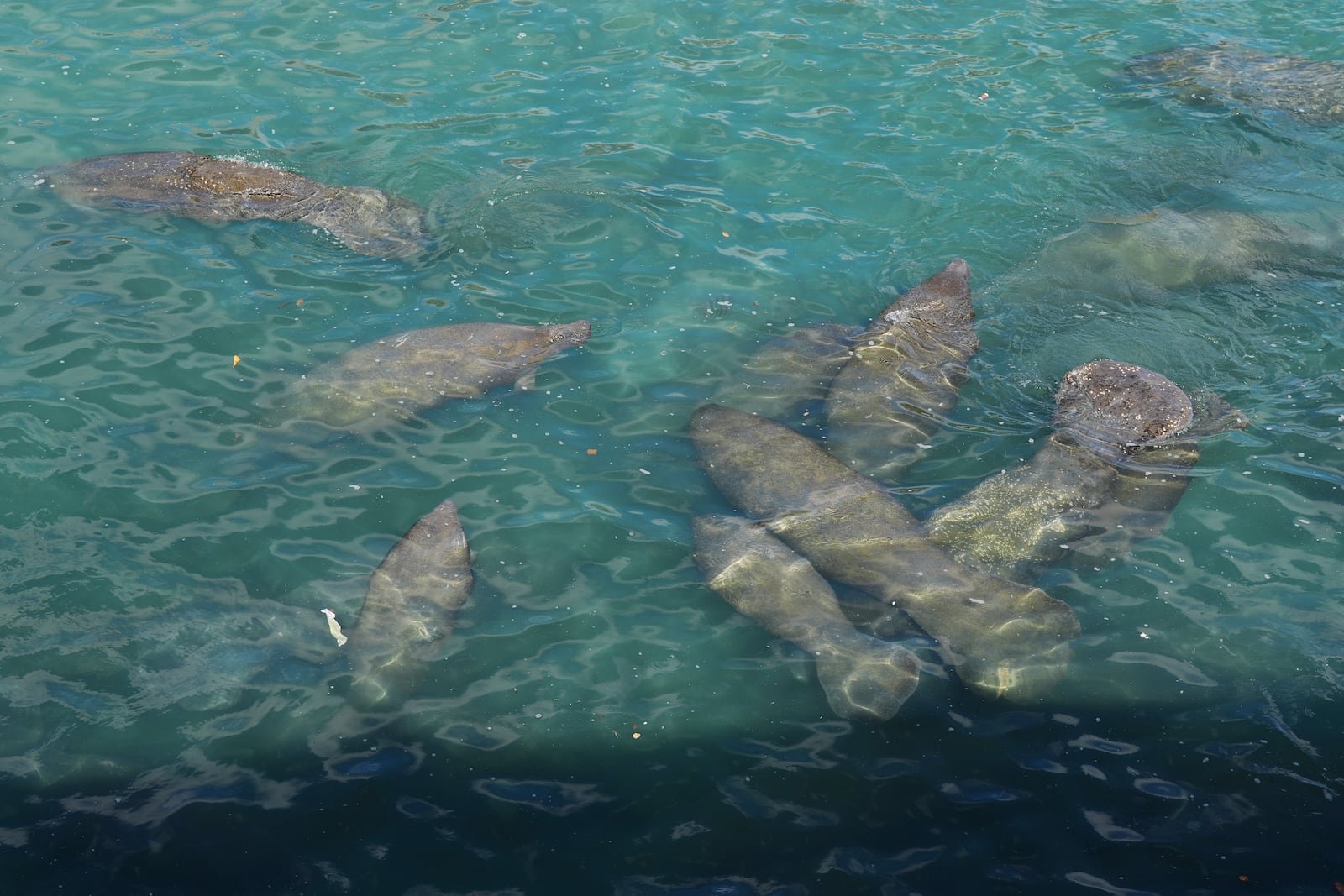 Manatees gather near the warm-water outflows of a Florida Power & Light Company power plant in Riviera Beach, Fla., where the company operates the free Manatee Lagoon attraction, Friday, Jan. 10, 2025. (AP Photo/Rebecca Blackwell)