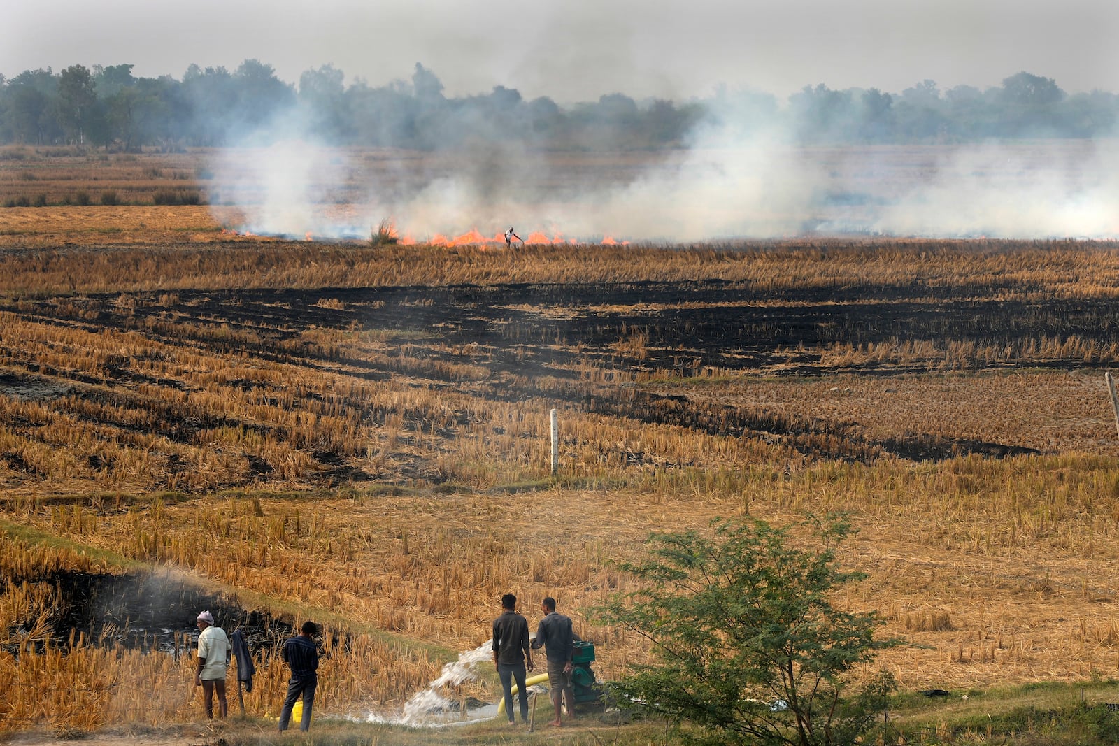 Farmers burn crop residue after harvest near Bundelkhand expressway some 330 kilometers (206 miles) from New Delhi, India, Sunday, Nov. 17, 2024. (AP Photo/Manish Swarup)