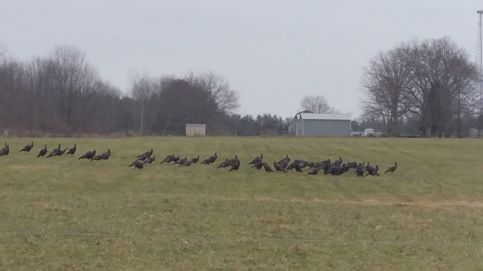 A rafter of wild turkeys take a walk on Dec. 8, 2016. THE (CLEVELAND) PLAIN DEALER