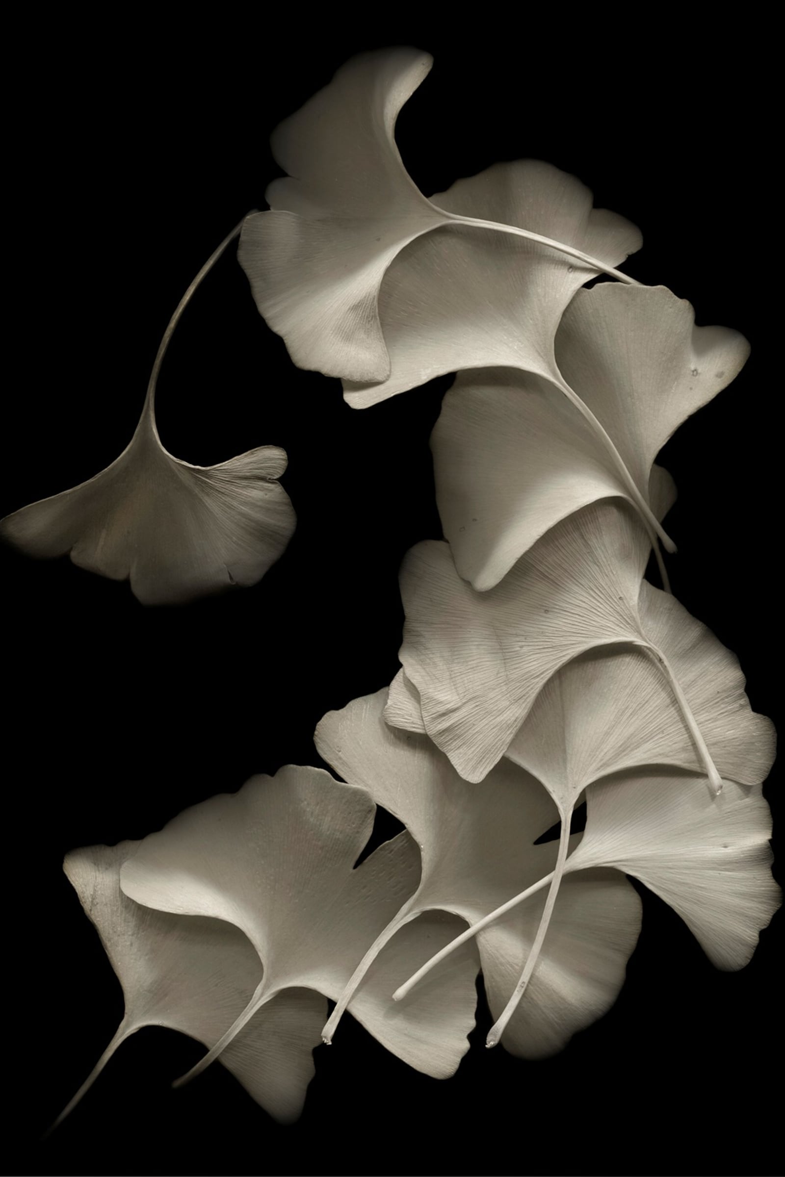 These ginkgo leaves are part of Jim Witmer's last series of "scanography" images, which will be on display at the Troy-Hayner Cultural Center. Contributed photo