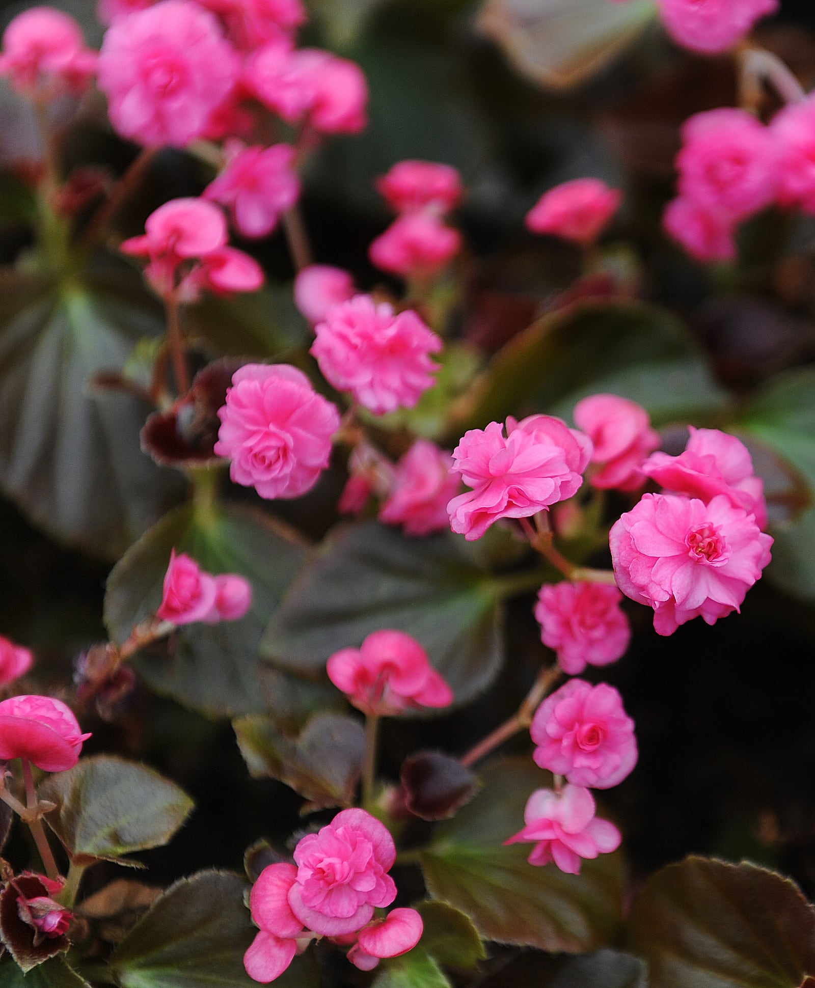 A Pink Begonia, blooms in the greenhouse at North Dayton Garden Center. MARSHALL GORBY\STAFF