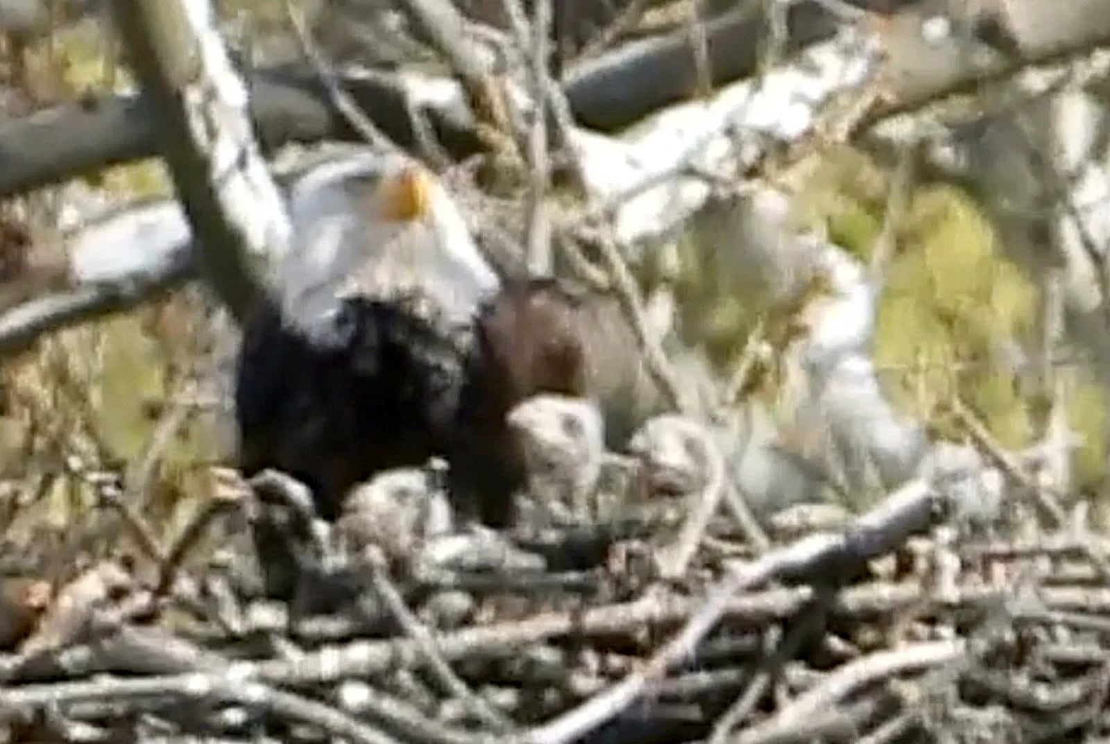 Wayne Wesley of Lebanon captured video Wednesday, April 14, of three eaglets in Orv and Willa’s nest at Carillon Historical Park. WAYNE WESLEY / CONTRIBUTED