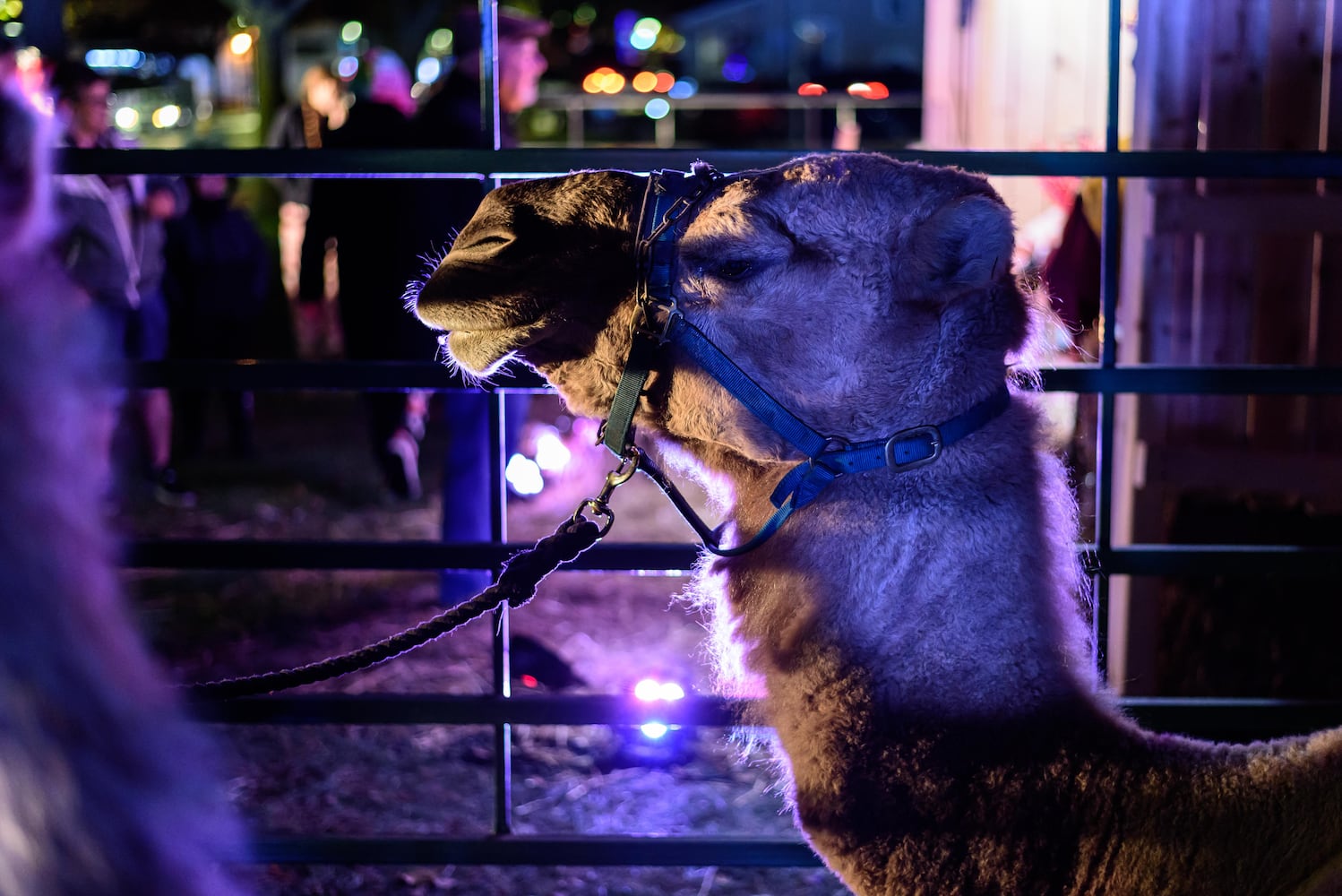 PHOTOS: 2024 Englewood Holiday Trail & Tree Lighting