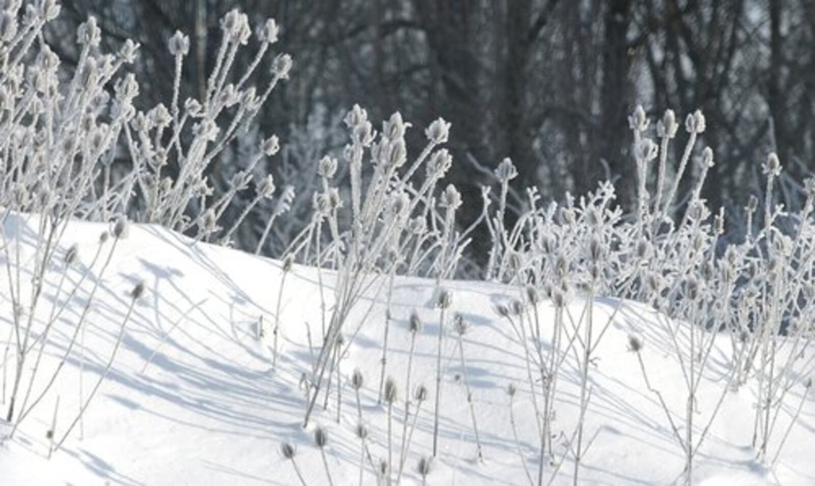 These frost-coverd thistles along Ohio 571 east of Tipp City show off the beauty of winter on Friday, Dec. 24, 2004.