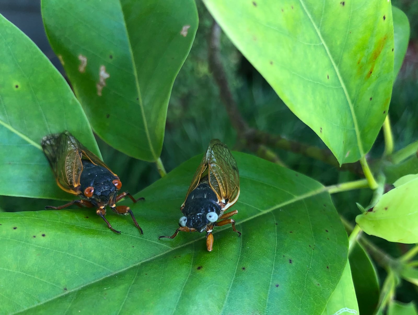 Dale Richter found a blue-eyed Brood X cicada Tuesday, June 15, 2021, on his farm off Trenton-Oxford Road in Wayne Twp., Butler County. CONTRIBUTED