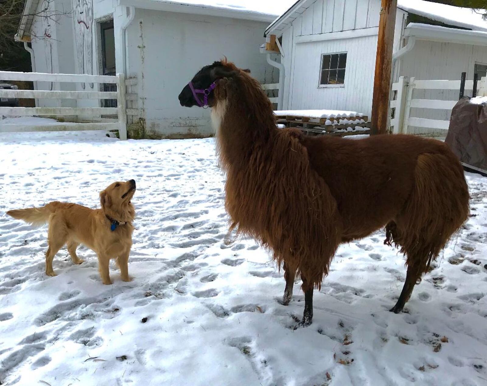 Jerry, the Westendorfs beloved rescue, studies Isabelle, the llama, who was a farm favorite until she spit in a priest’s face at the Christmas Eve gathering one year. CONTRIBUTED