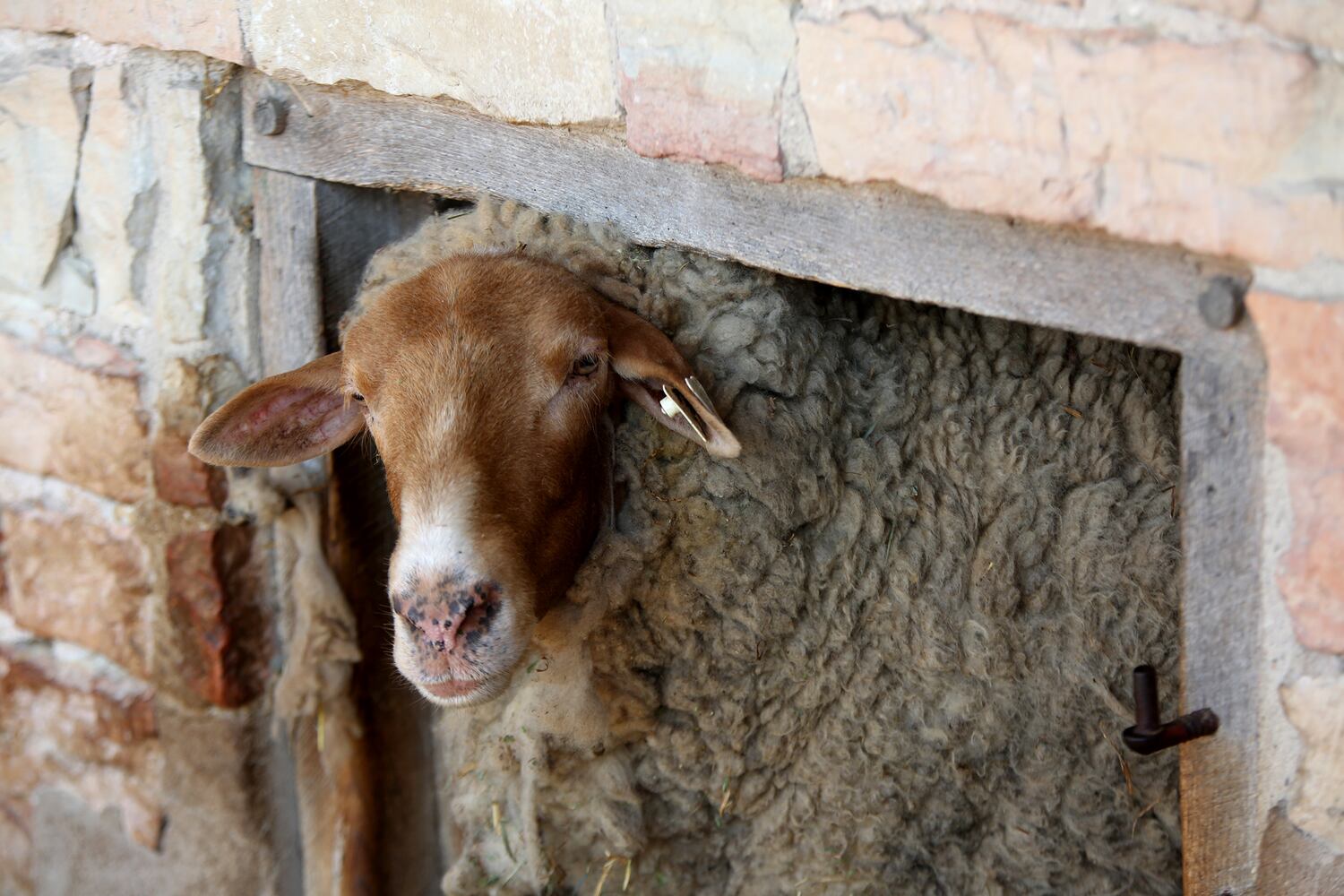 PHOTOS: AWWW! Sleepy mini goats and adorable lambs among the Aullwood Farm babies