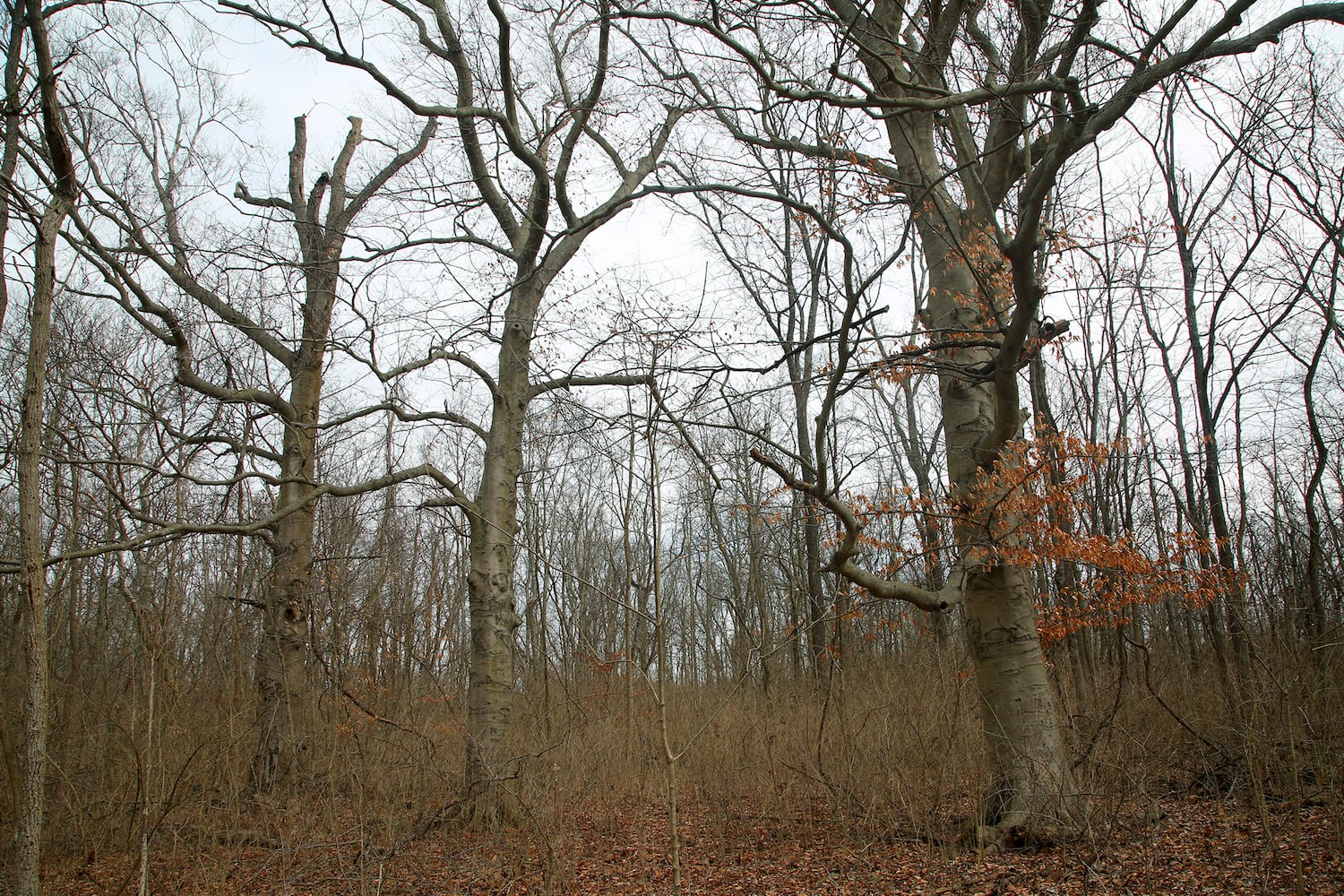 PHOTOS: Long-abandoned amusement park lives on in Possum Creek MetroPark