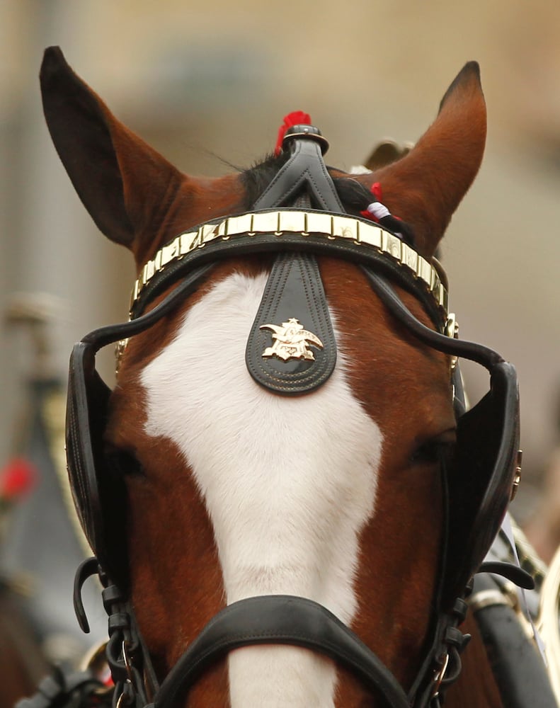 PHOTOS: The Budweiser Clydesdales are in Dayton