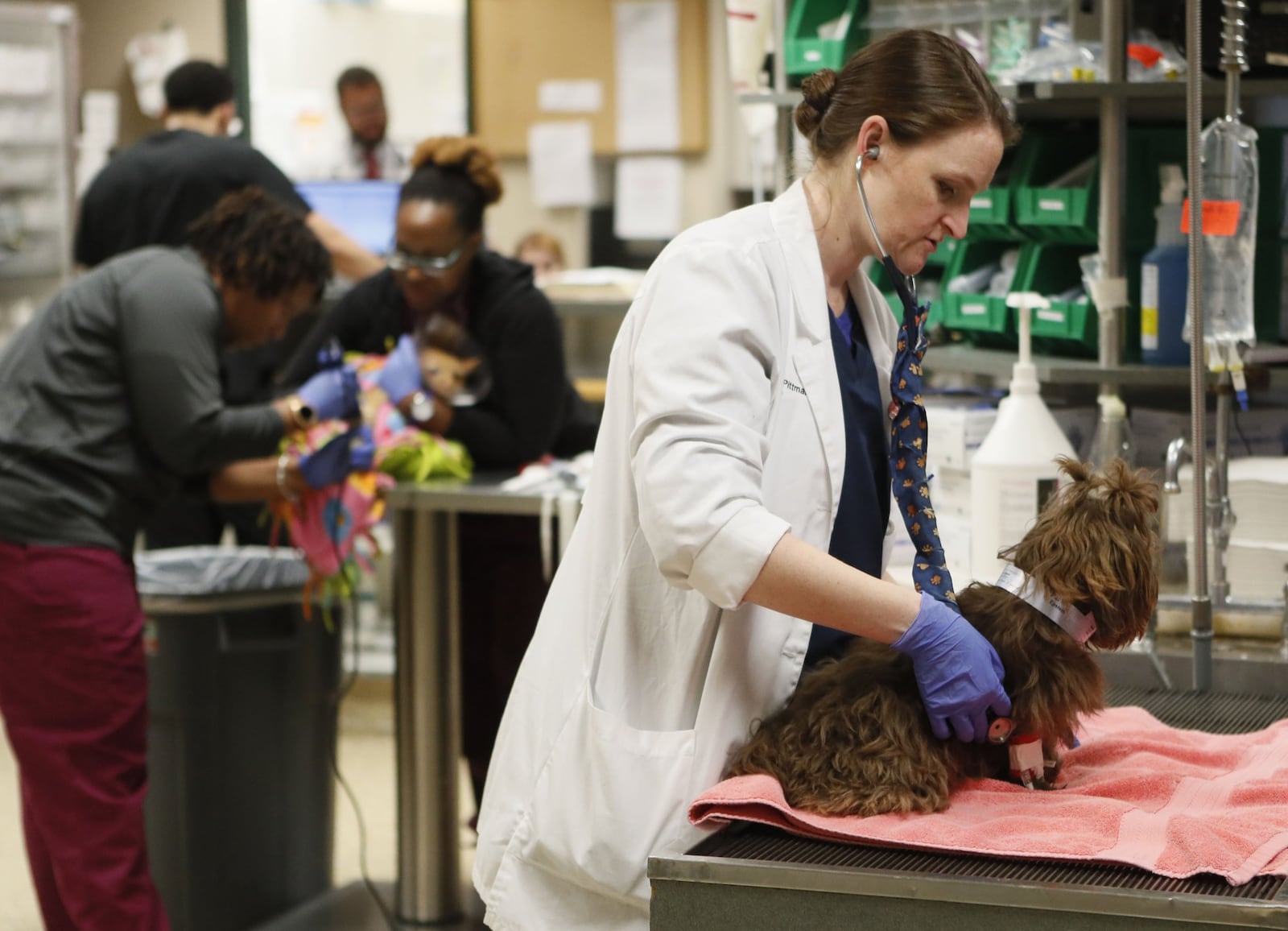 Dr. Jennifer Pittman, a veterinarian at Blue Pearl Pet Hospital in Sandy Springs, checks on a dog on Nov. 27, 2019 with symptoms that included vomiting. During the holidays, veterinarians see a steady stream of holiday-related pet injuries and issues. Bob Andres/robert.andres@ajc.com