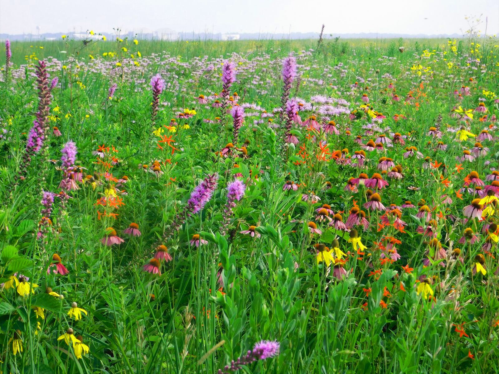 Aullwood Audubon, 1000 Aullwood Rd., will host two upcoming Bloomin’ Prairie Walks led by a naturalist, Aug. 14 and 28 from 11 a.m. to noon. CONTRIBUTED PHOTO