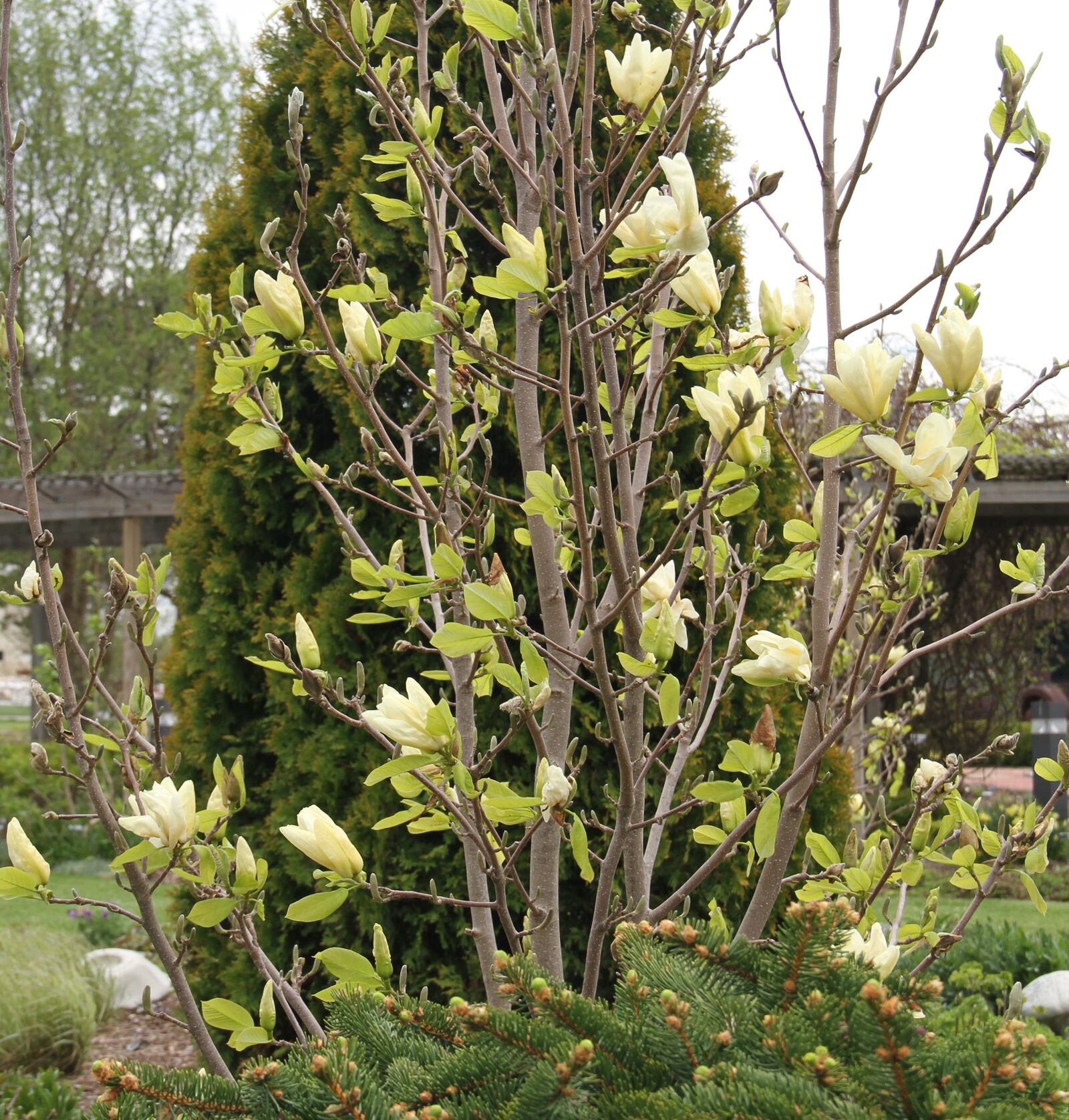 Magnolia ‘Butterflies’